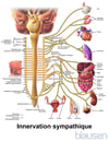 Innervation sympathique