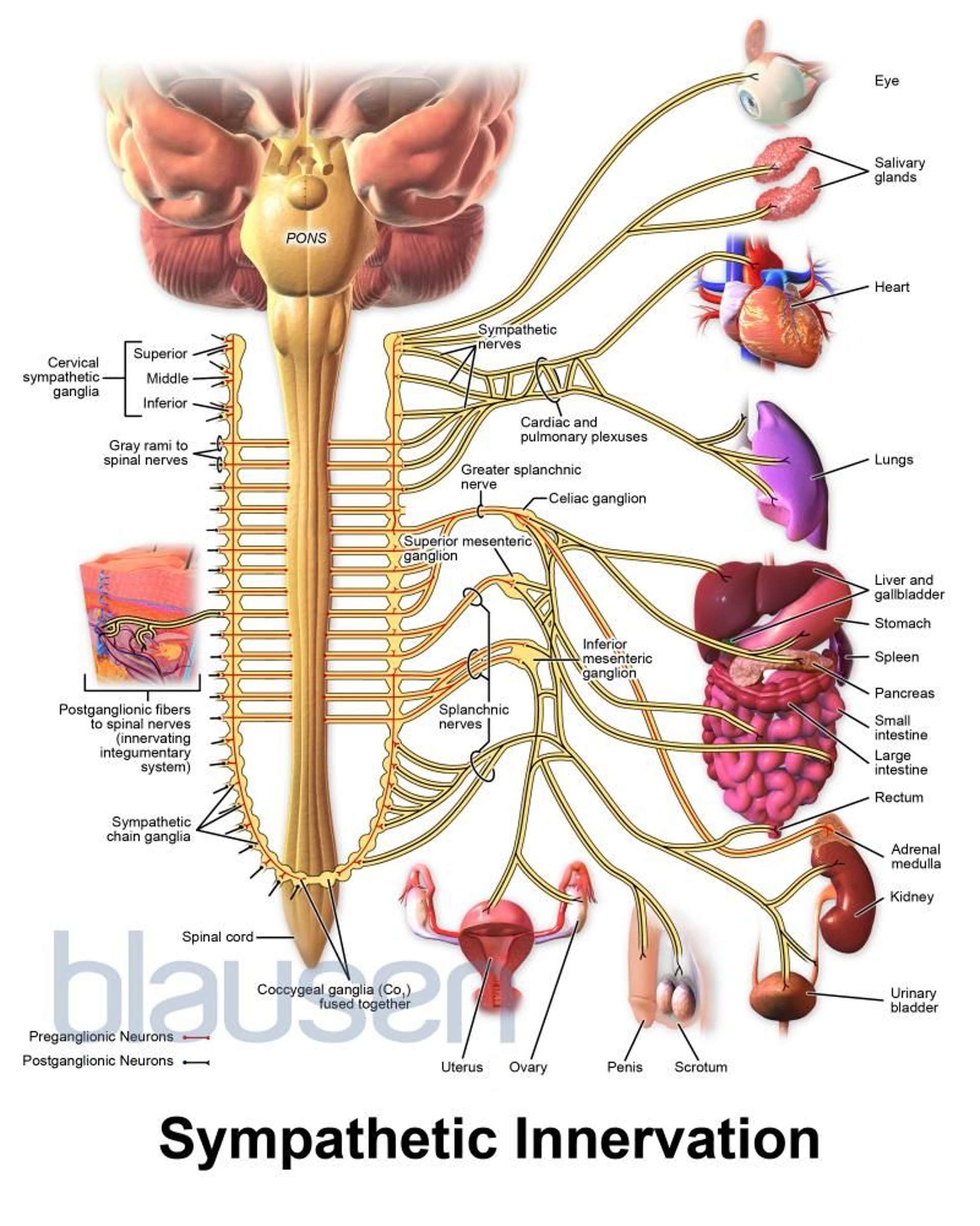 Phân bố thần kinh giao cảm