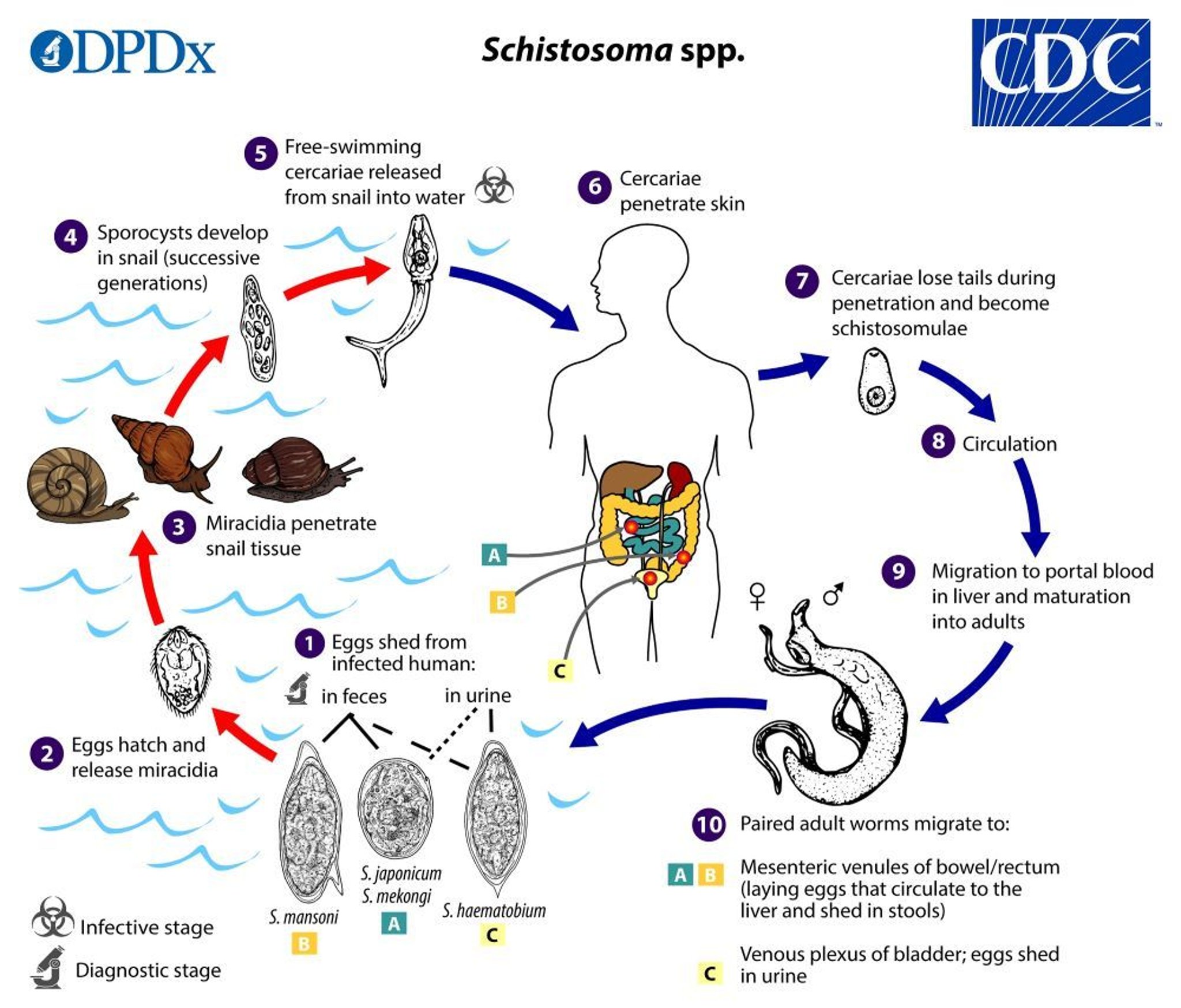 Cycle de vie de <i >Schistosoma</i>