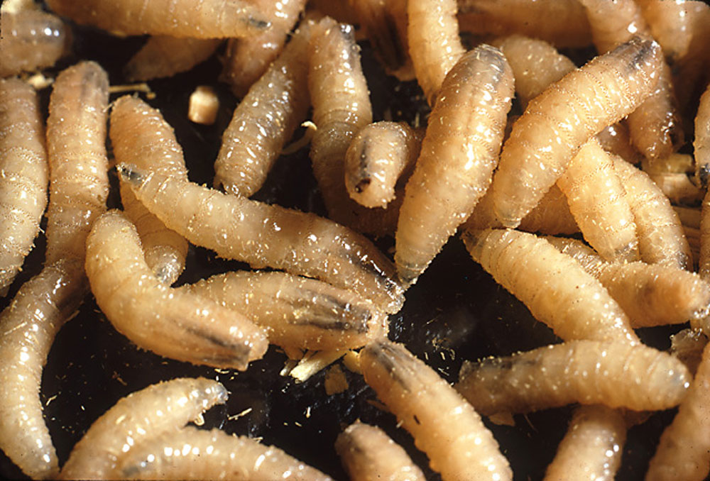 Image:New World Screwworm Larvae-Merck Manual Professional Edition