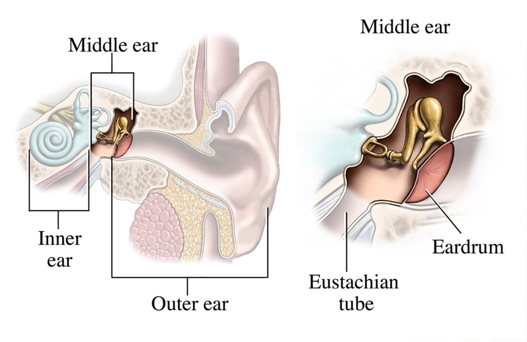 Middle Ear Anatomy