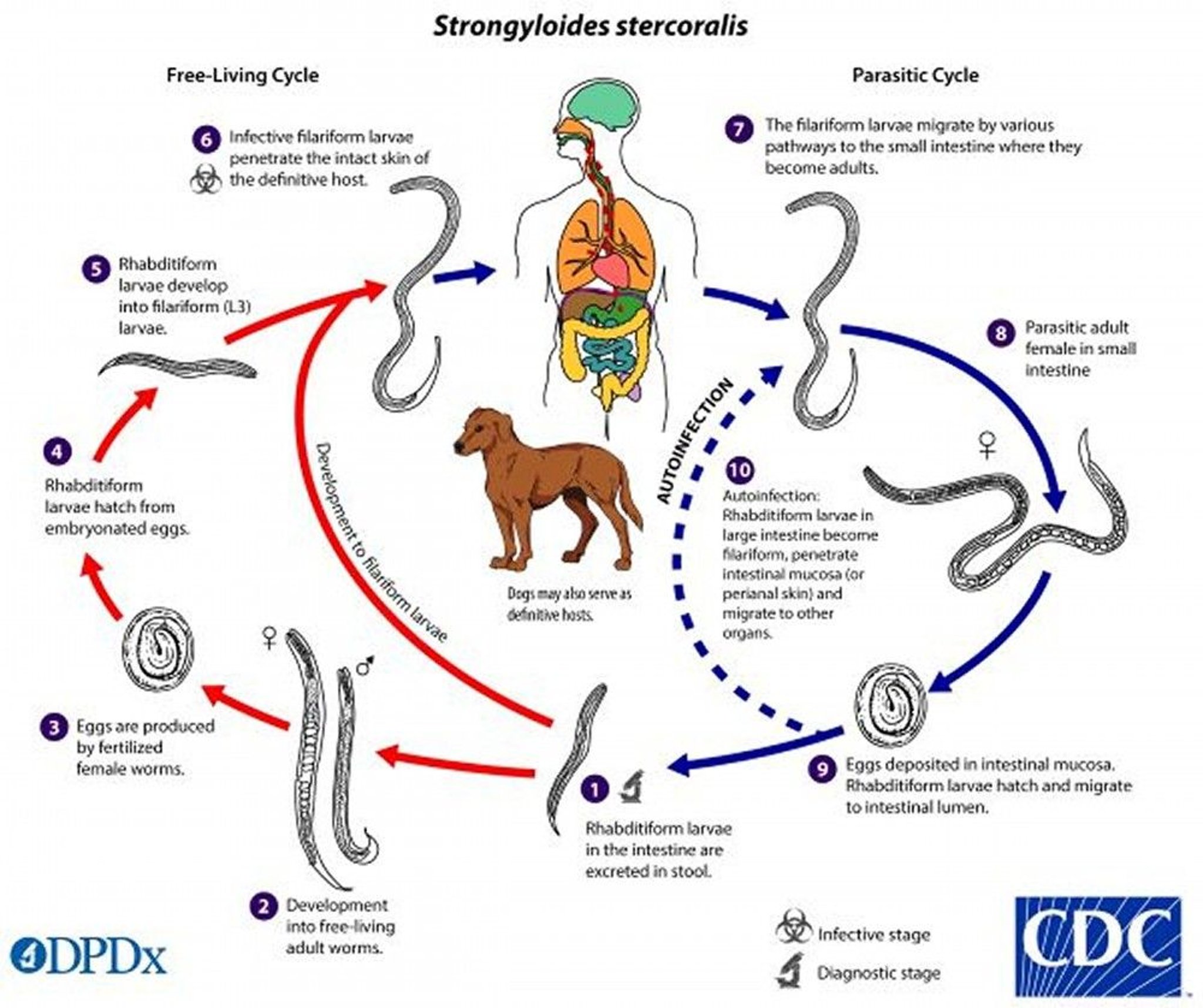 Lebenszyklus von <i >Strongyloides</i>.