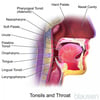 Anatomy of the Tonsils, Adenoids, and Throat (Sagittal View)