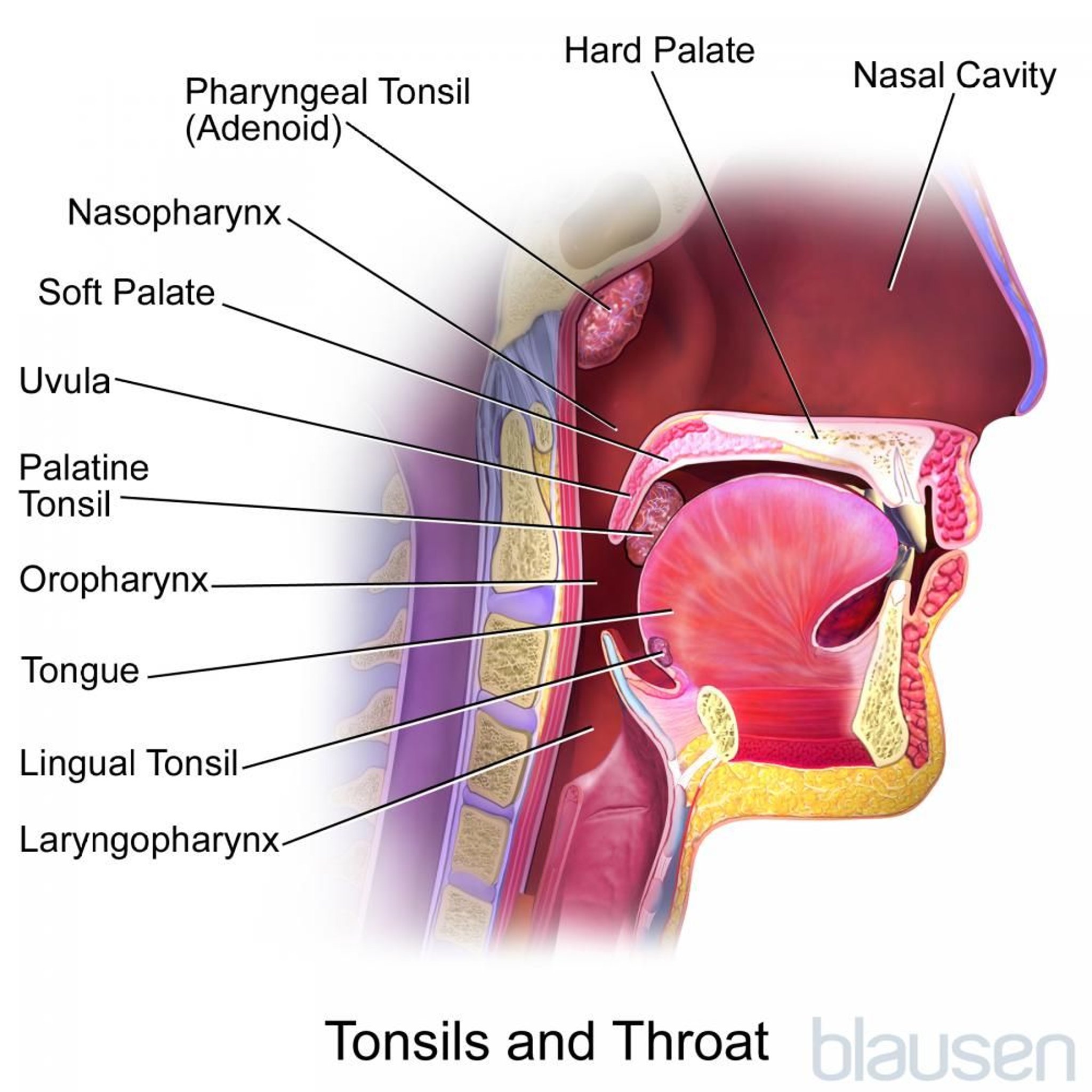 Anatomia delle tonsille, delle adenoidi e della gola (proiezione sagittale)