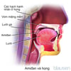 Giải phẫu amidan, VA và họng (phim đứng dọc)