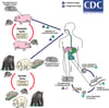 Ciclo di vita di Trichinella