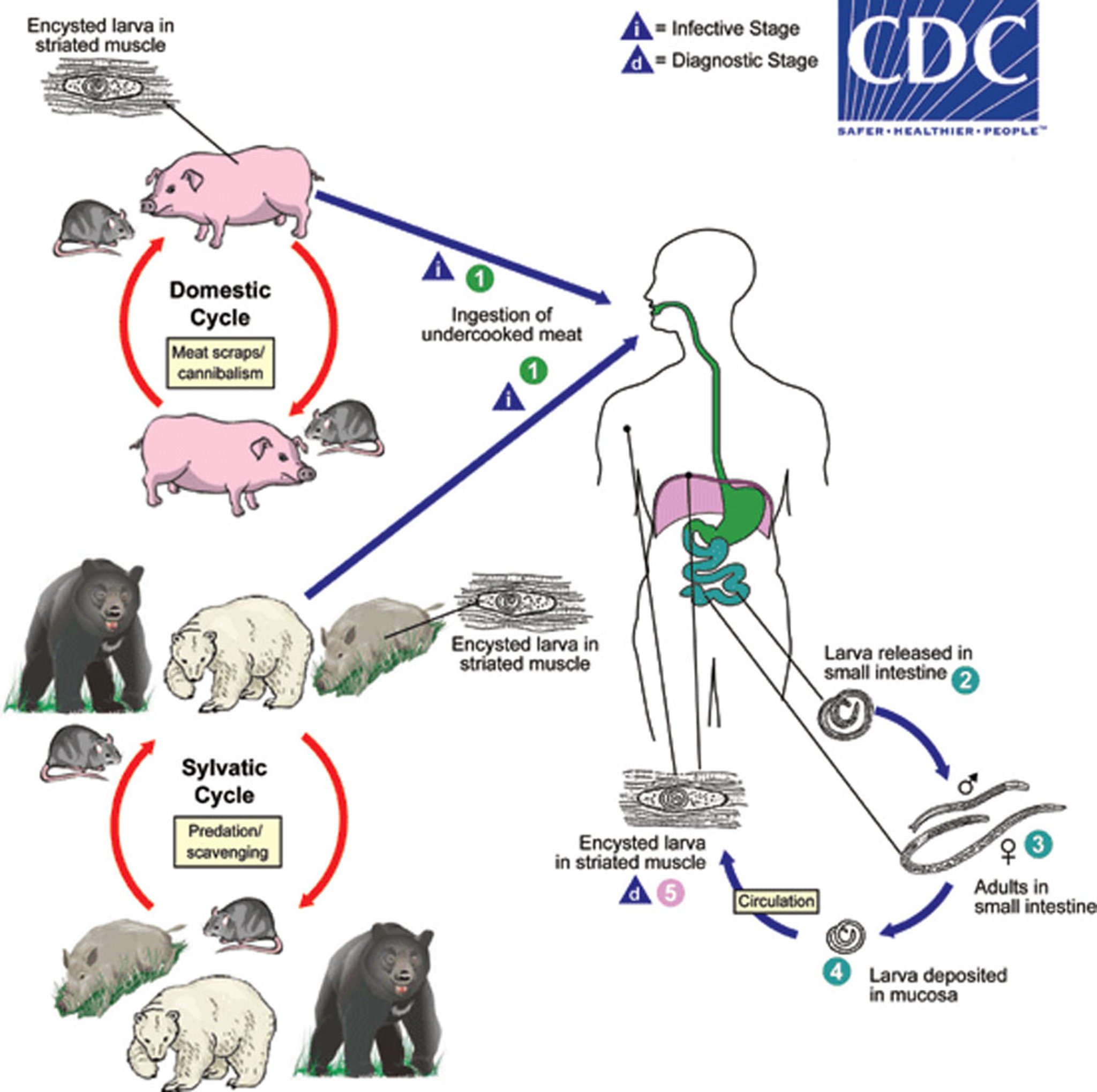 <i >Trichinella</i> Жизненный цикл свиного червя