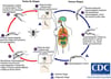 Ciclo de vida do Trypanosoma brucei gambiense e do Trypanosoma brucei rhodesiense