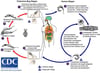 Ciclo de vida do Trypanosoma cruzi