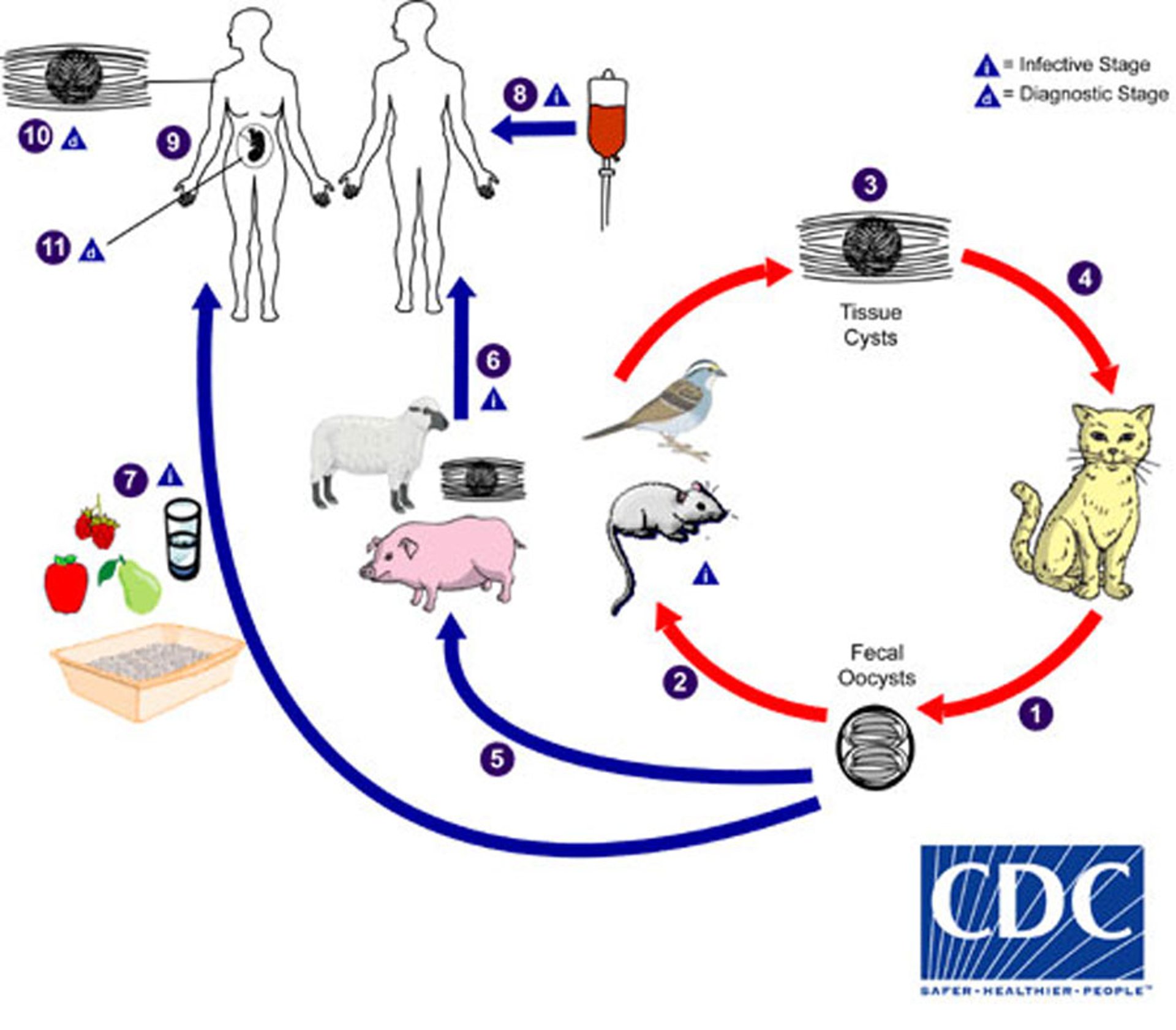 <i >Toxoplasma gondii</i> Life Cycle