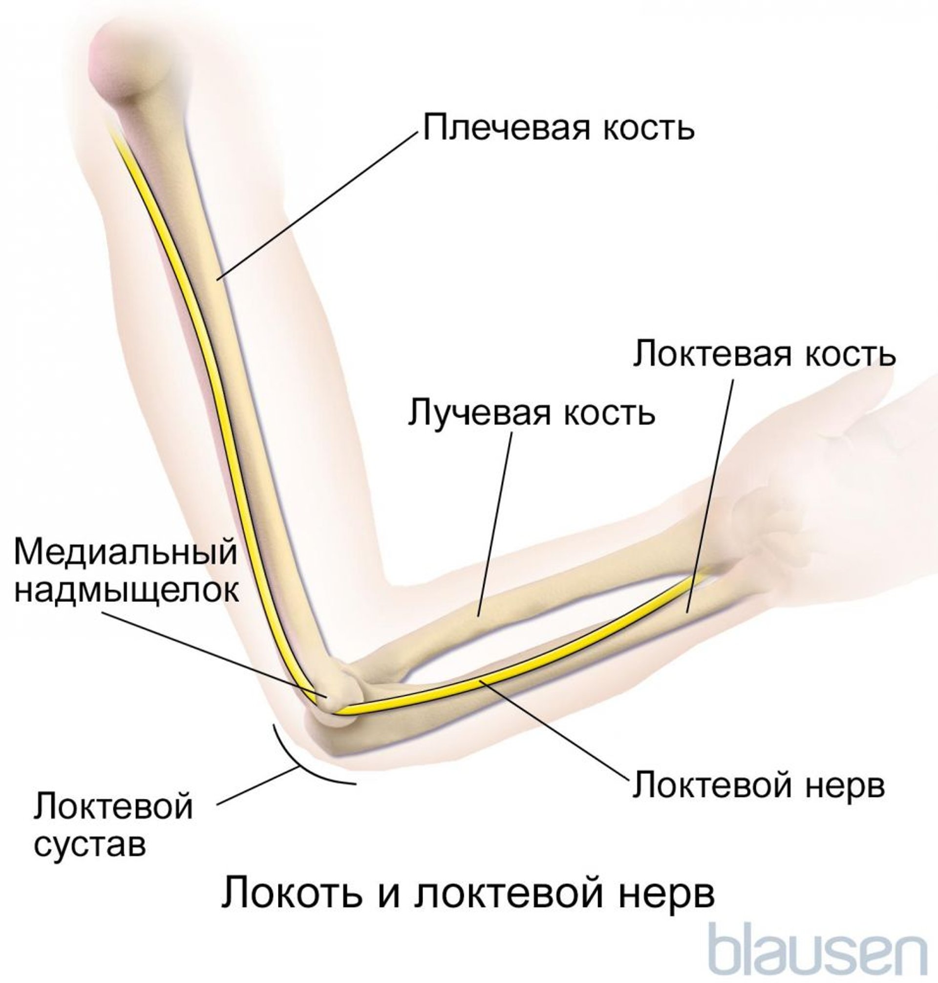 Локтевой нерв