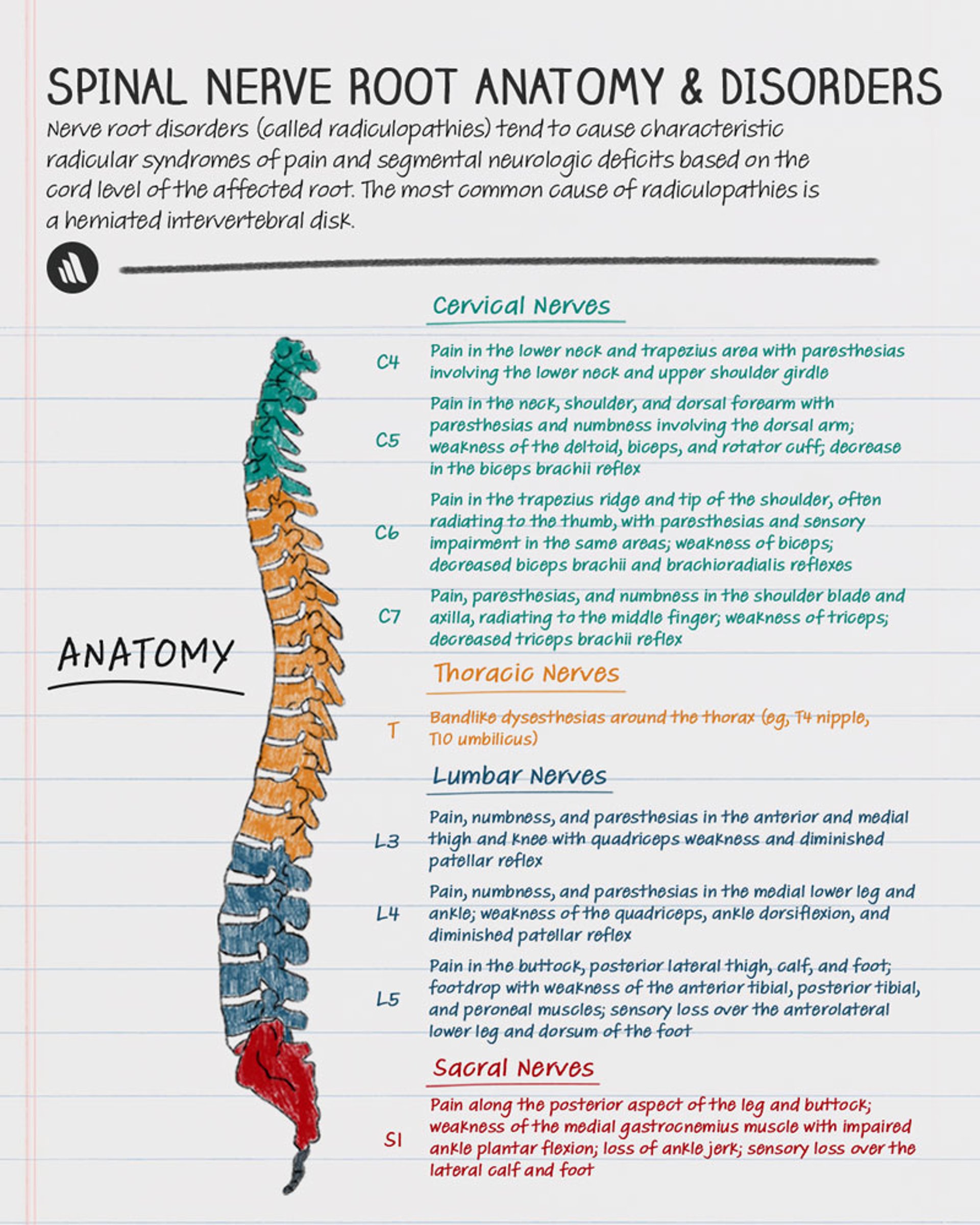 Spinal Nerve Root Anatomy and Radiculopathy Symptoms