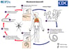 Ciclo vital de Wuchereria bancrofti