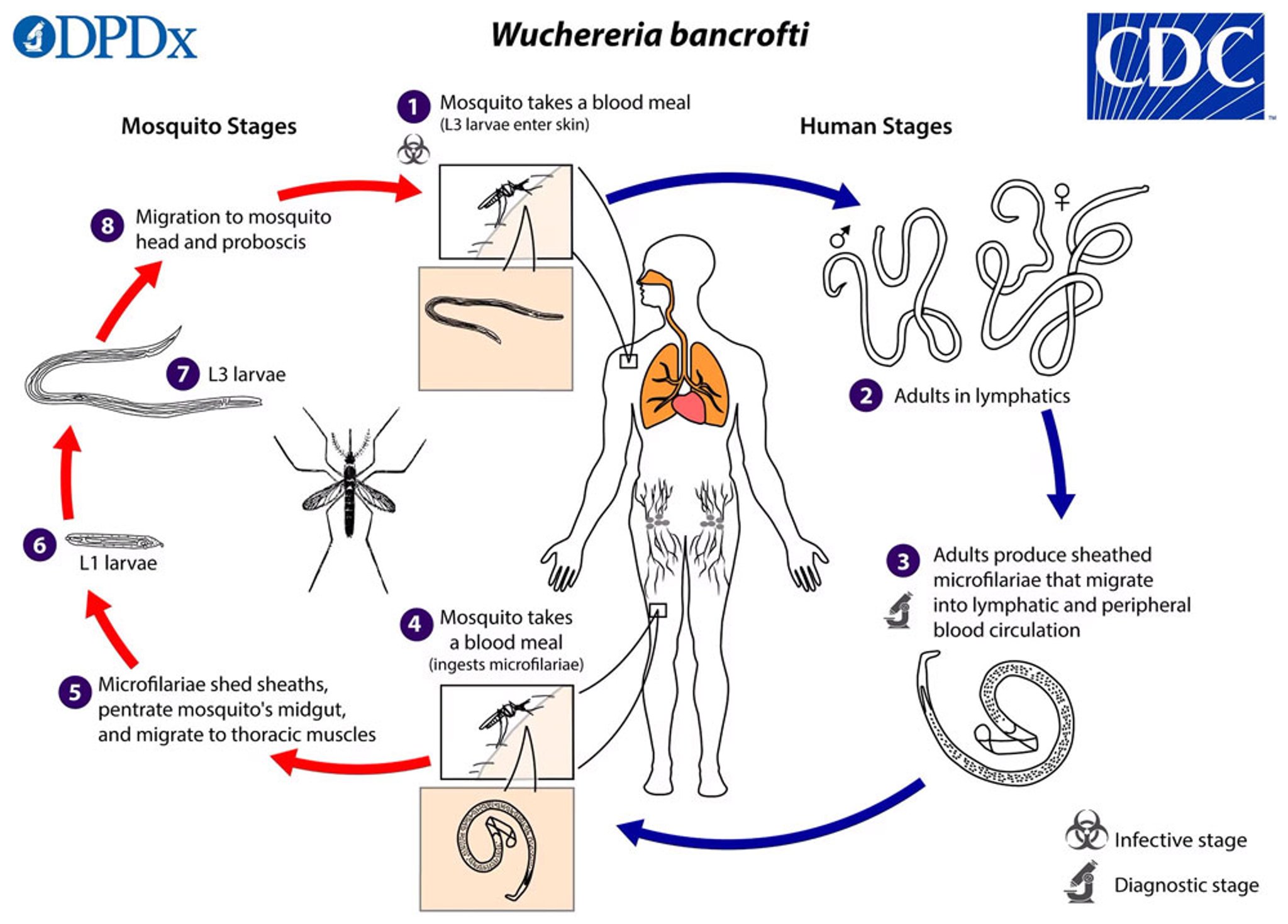 Cycle évolutif de <i >Wuchereria bancrofti</i>