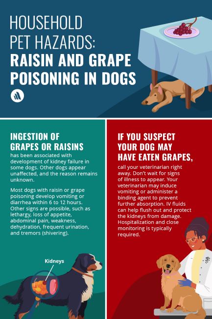 Picture of Image:Household Pet Hazards: Raisin and Grape Poisoning in Dogs-MSD ...