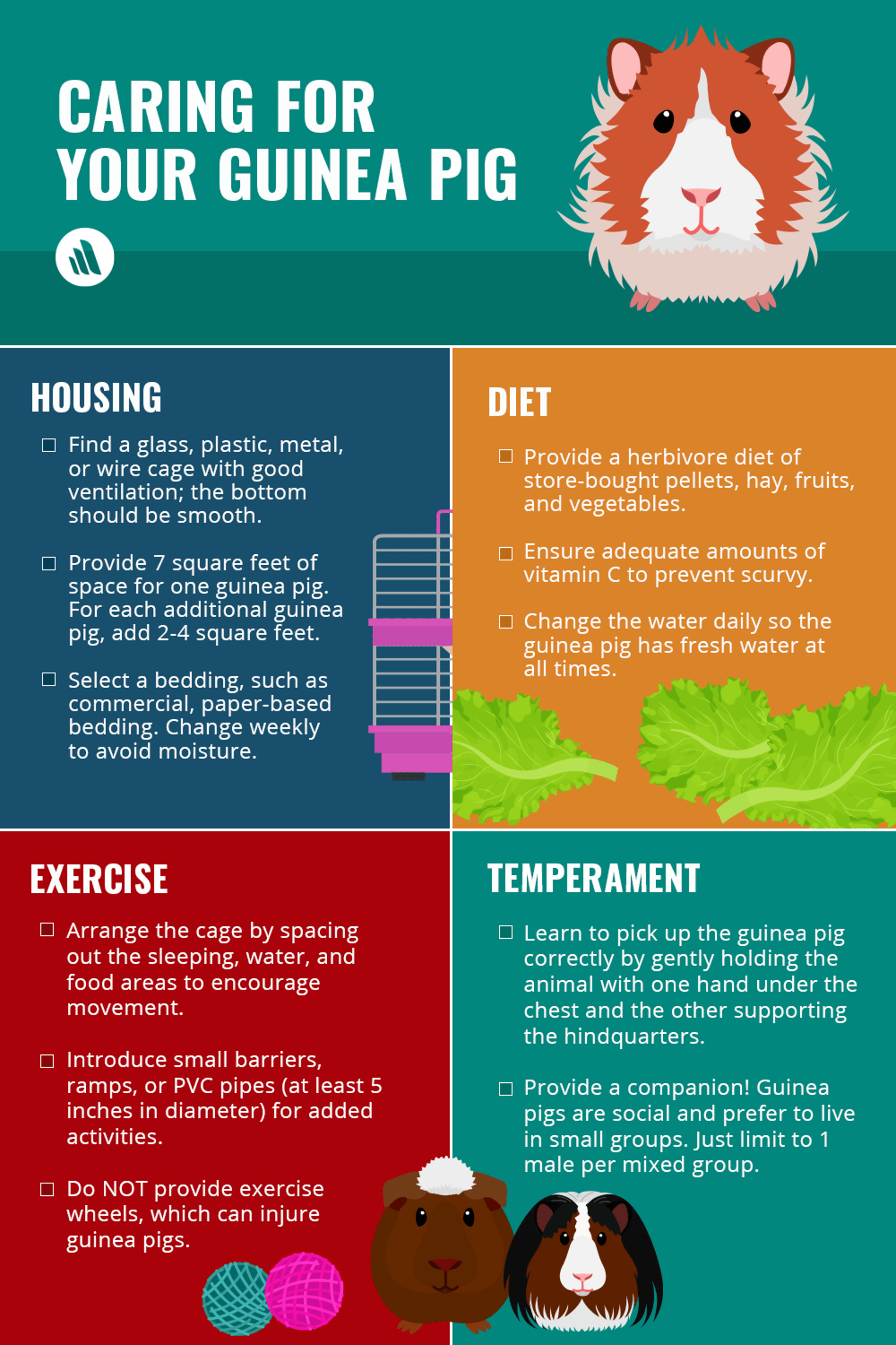 Caring for Your Guinea Pig