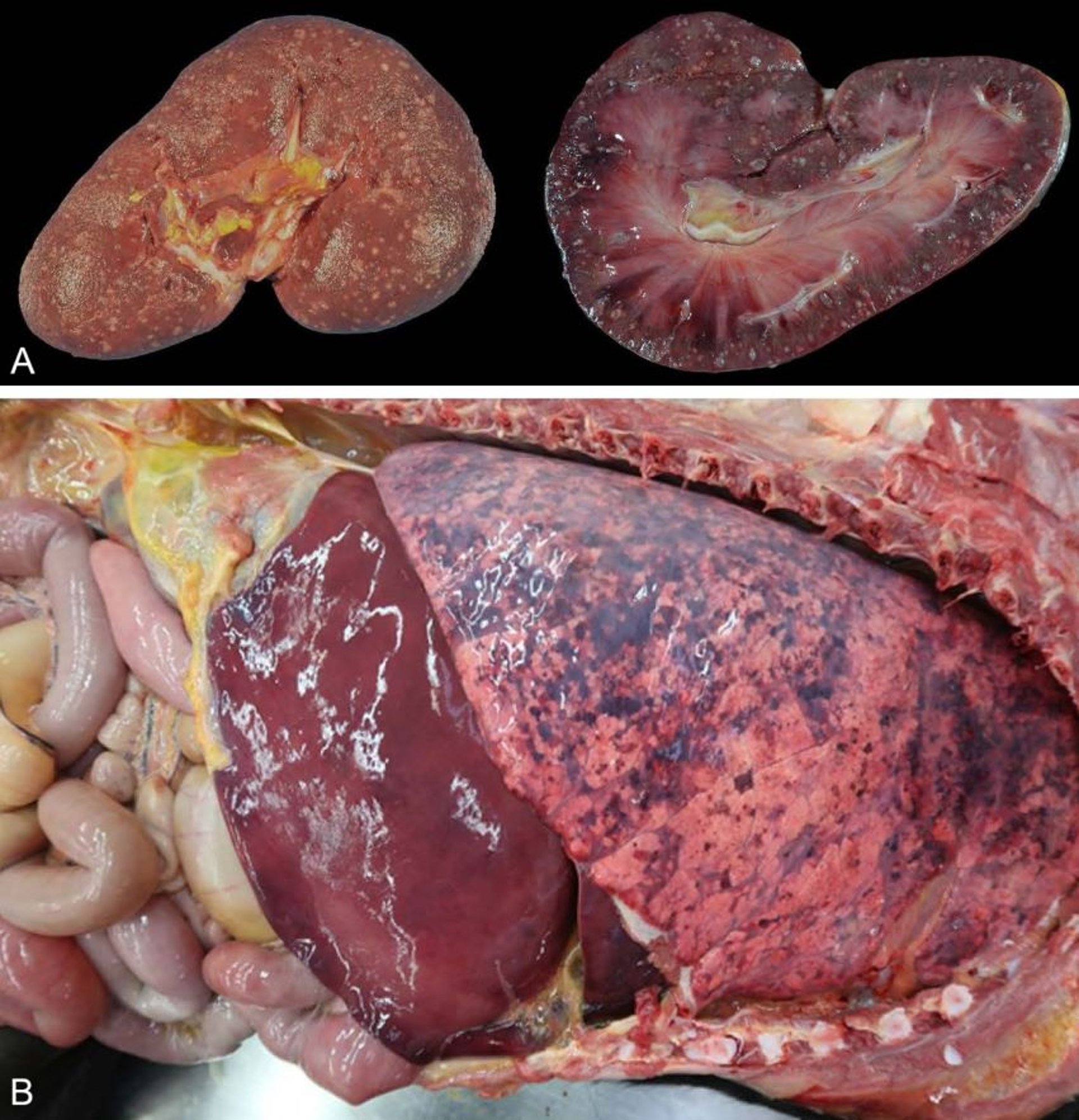 Infecção por <i >Actinobacillus equuli</i>, lesões no rim e no pulmão, potro