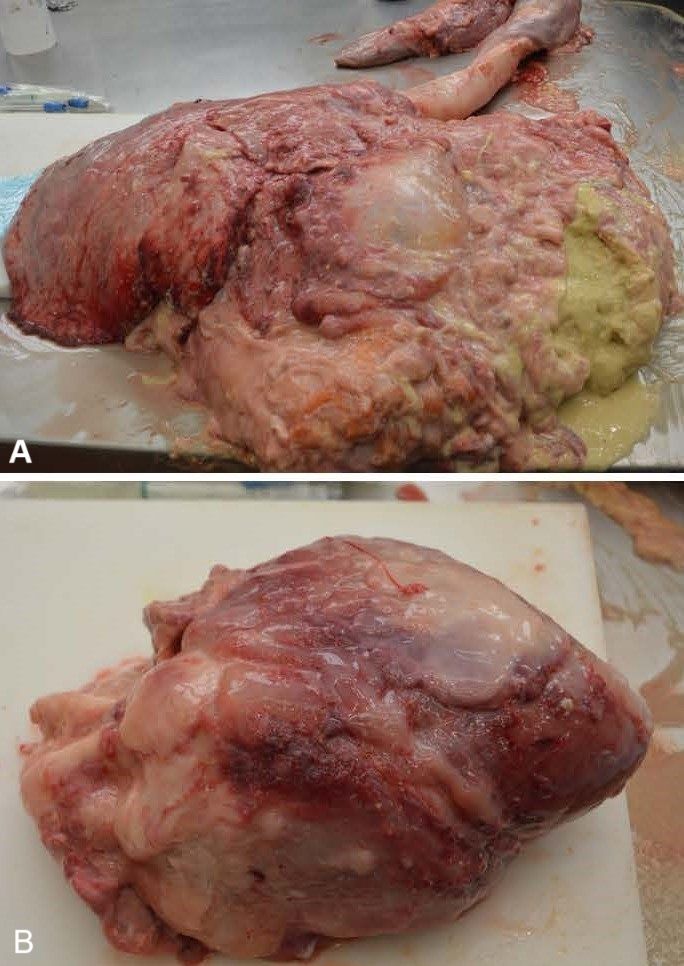 <i >Actinobacillus lignieresii</i> infection, lung and heart lesions, cow