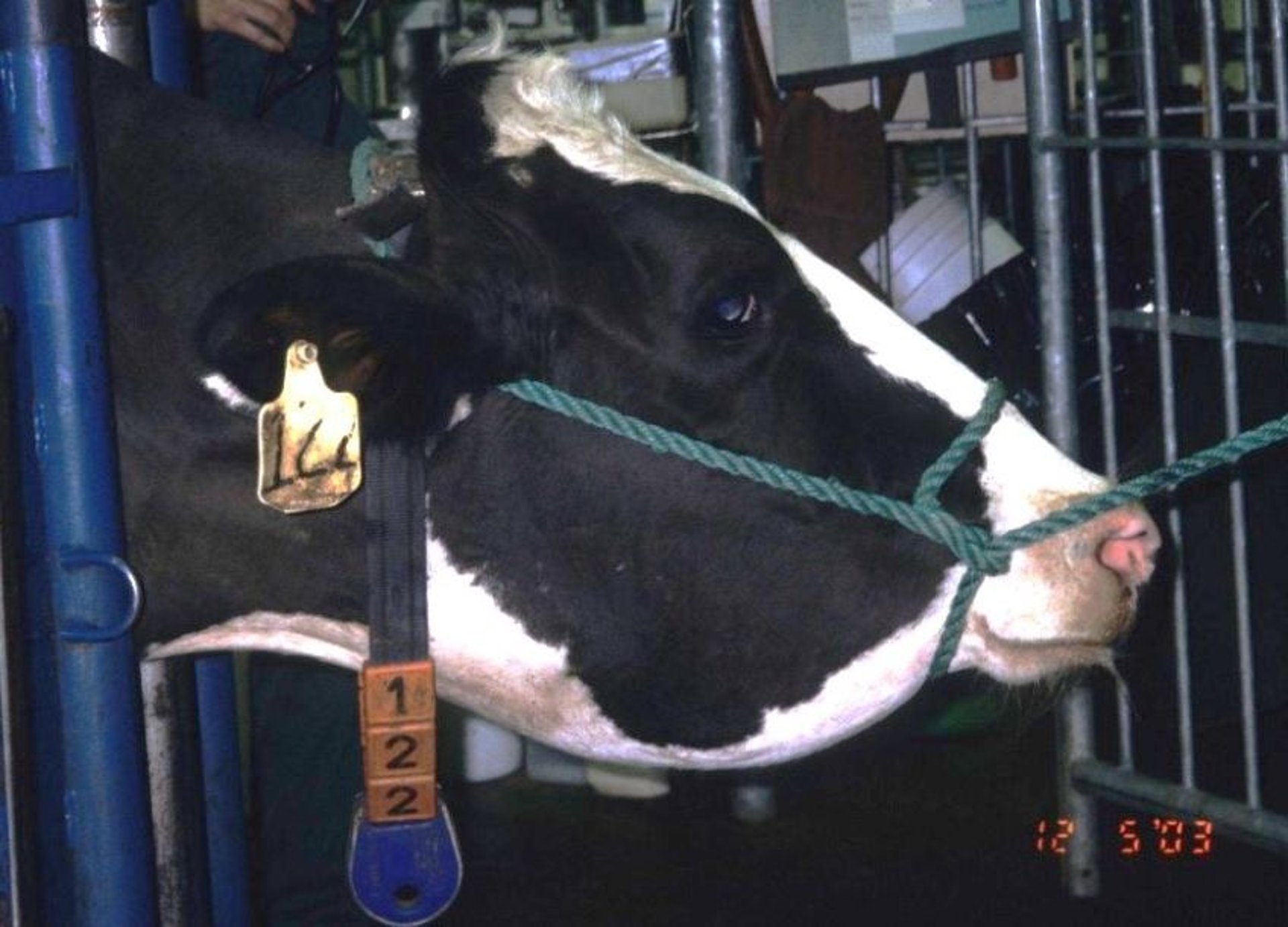 Infecção por <i >Actinobacillus lignieresii</i>, inchaço submandibular, vaca