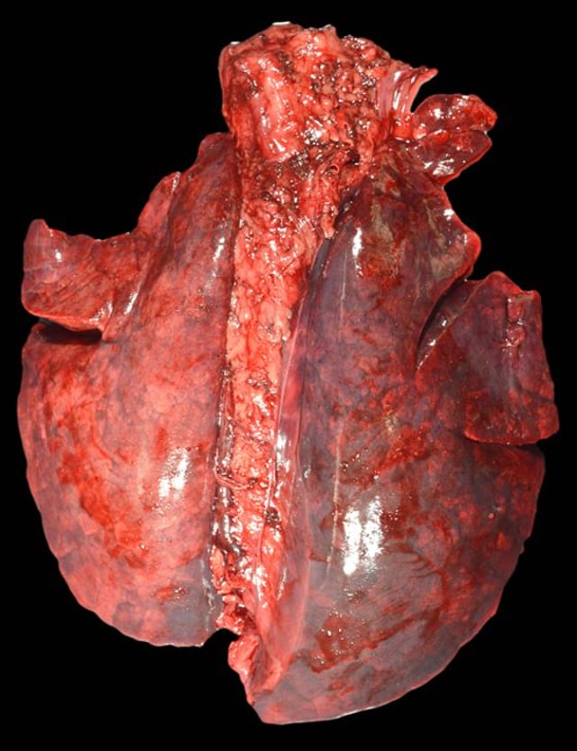 Actinobacilose em animais - Infectious Diseases - Manual MSD de veterinária