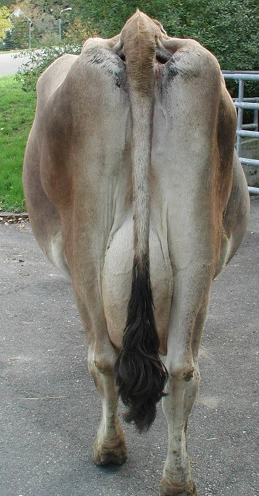 Abdominal dilatation, chronic indigestion, cow