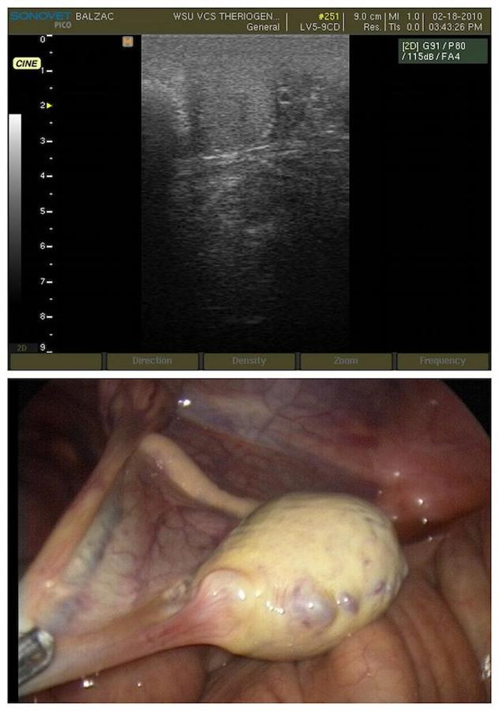 Abdominal testis, stallion