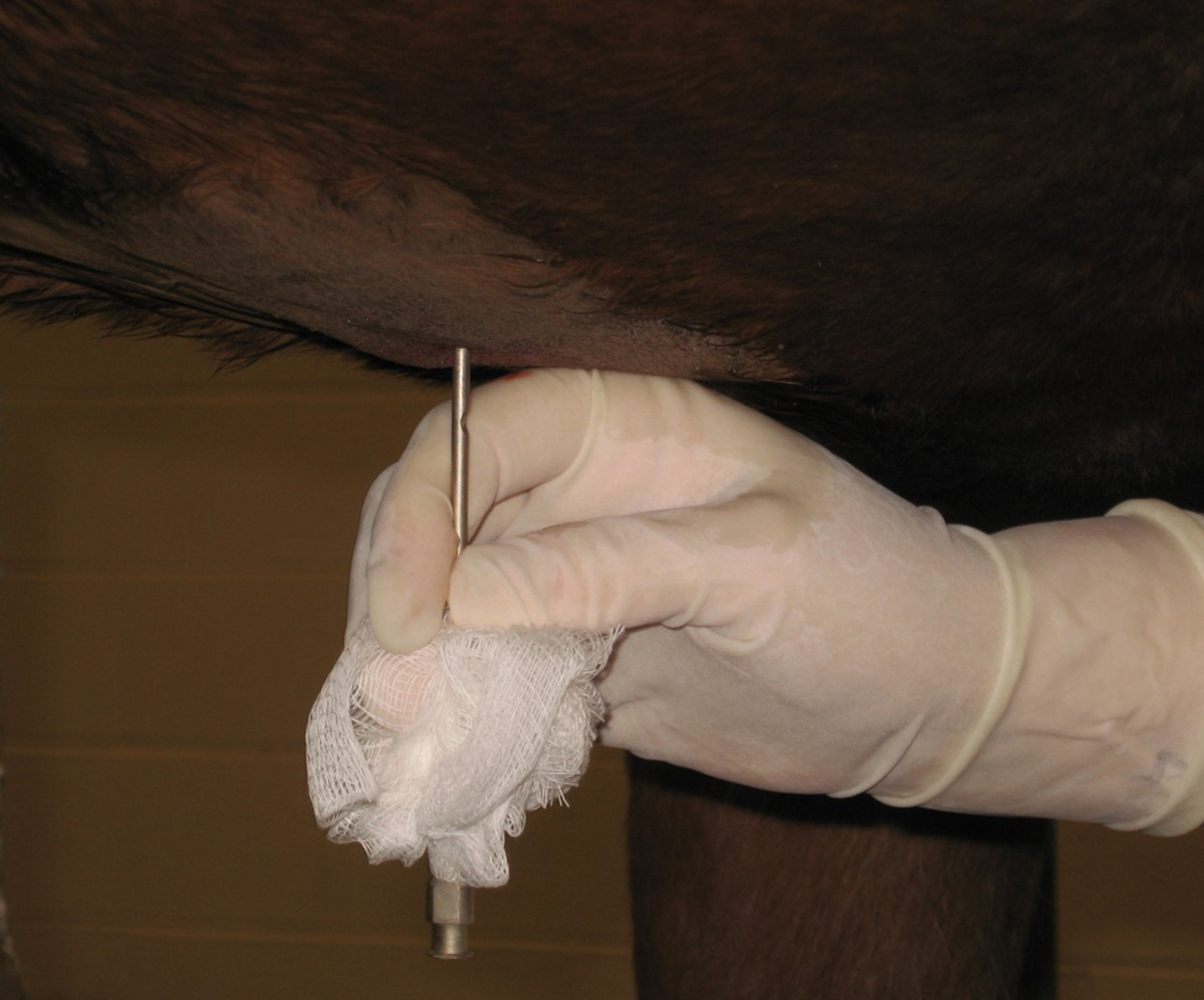 Abdominocentesis, teat cannula placement, horse