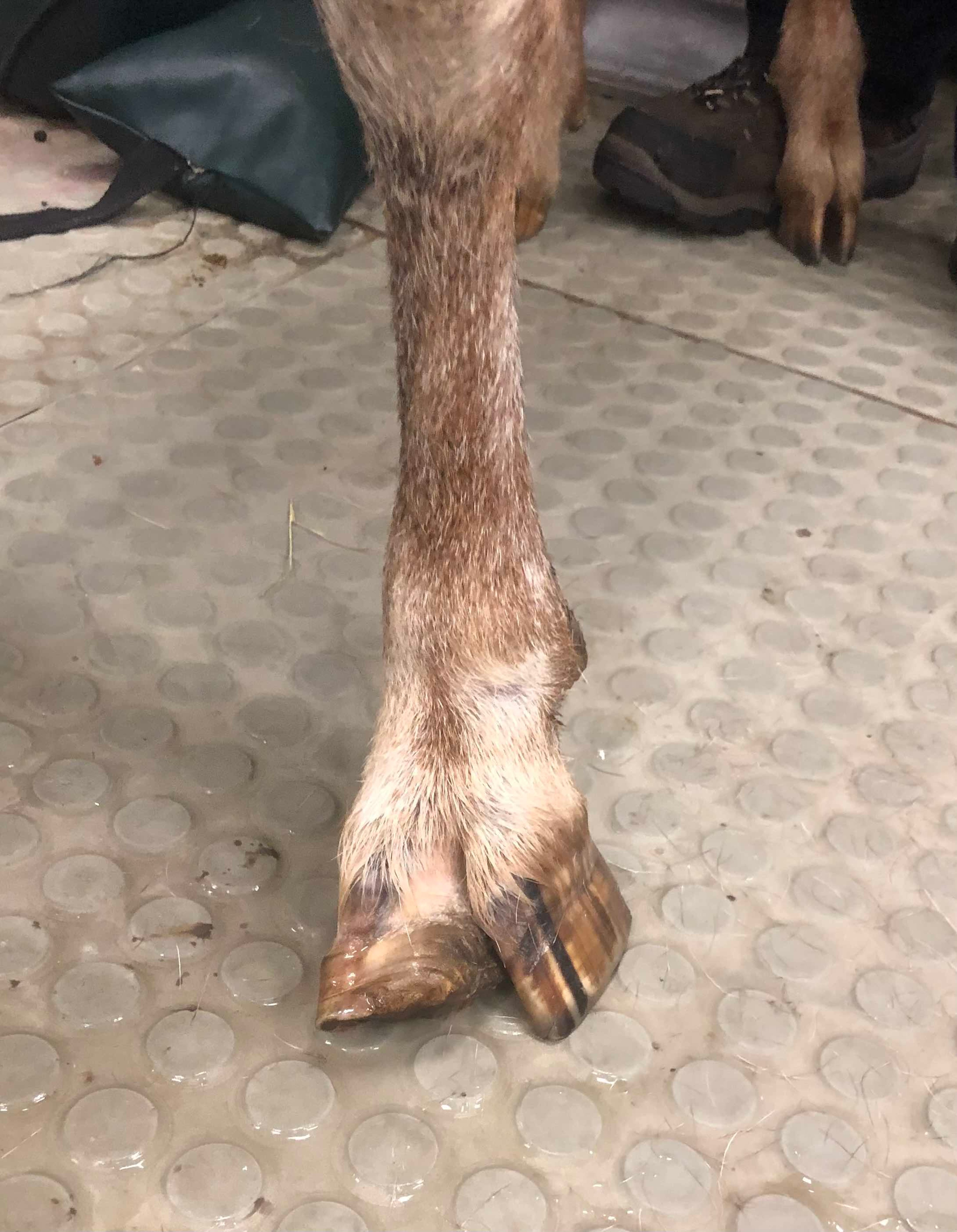 Abnormal hoof growth, goat