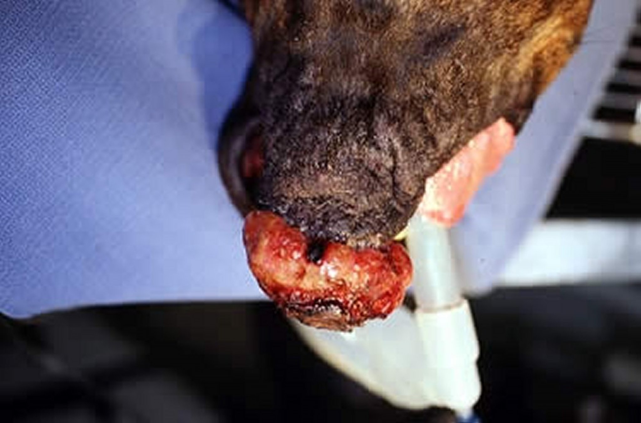 Acanthomatous ameloblastoma, dog