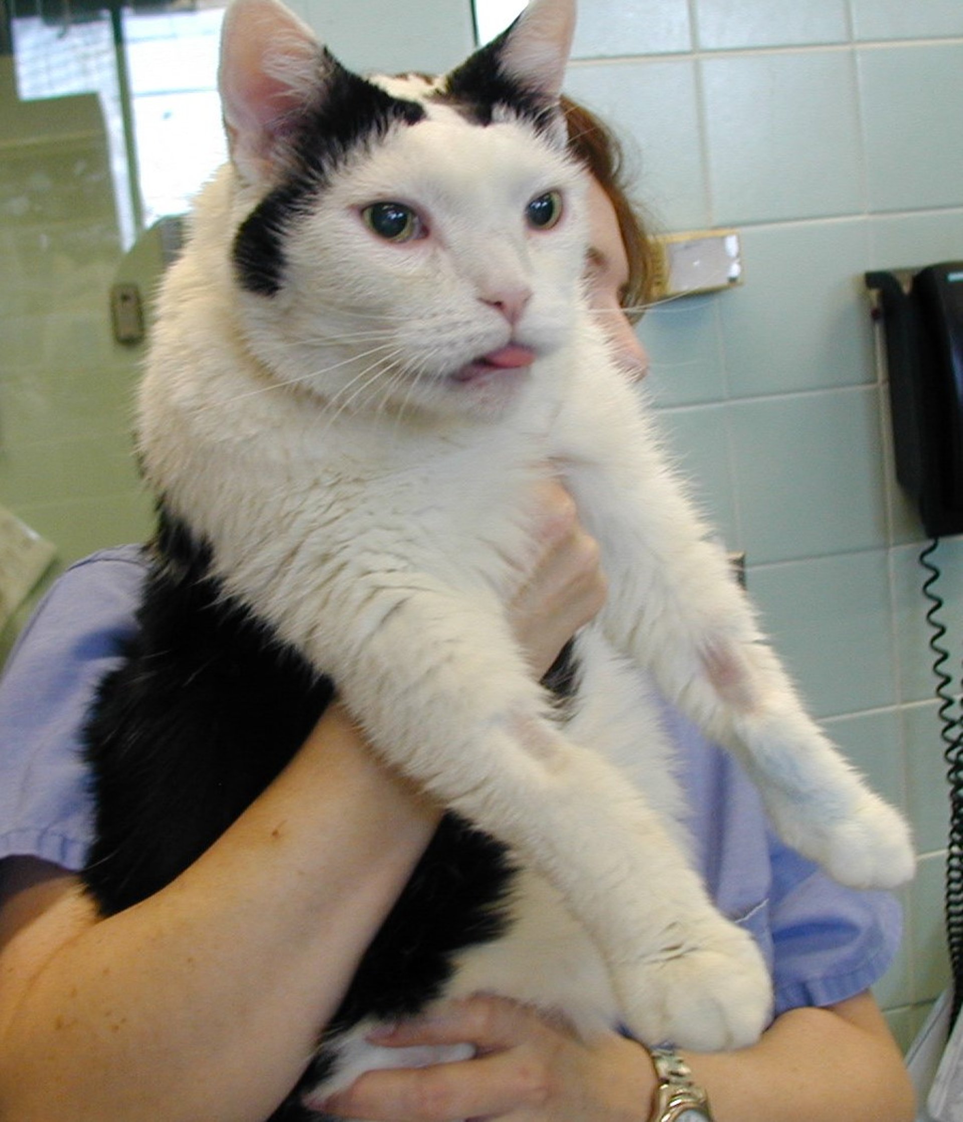 Acromegaly, cat