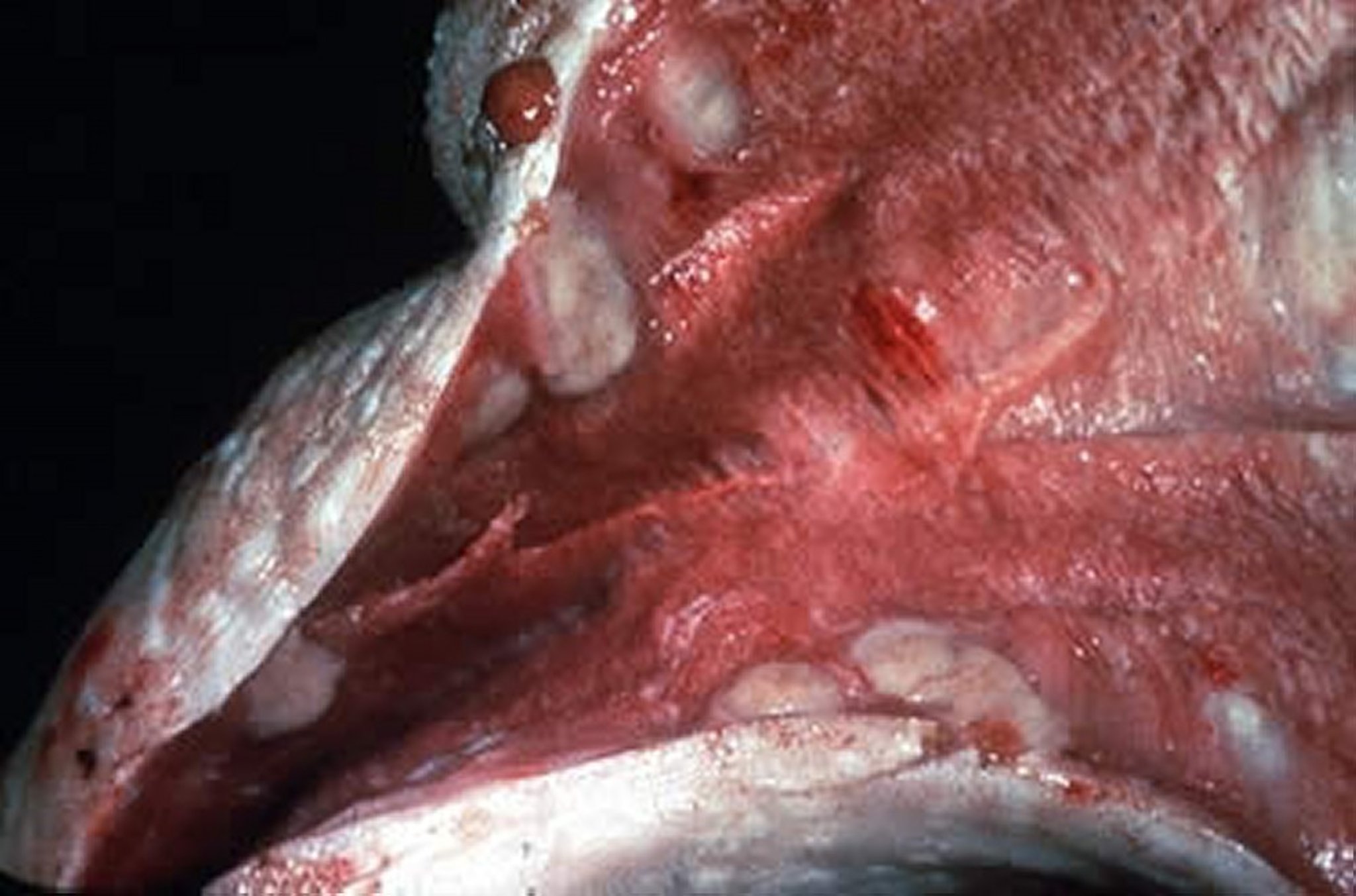 Actinobacillosis, cow