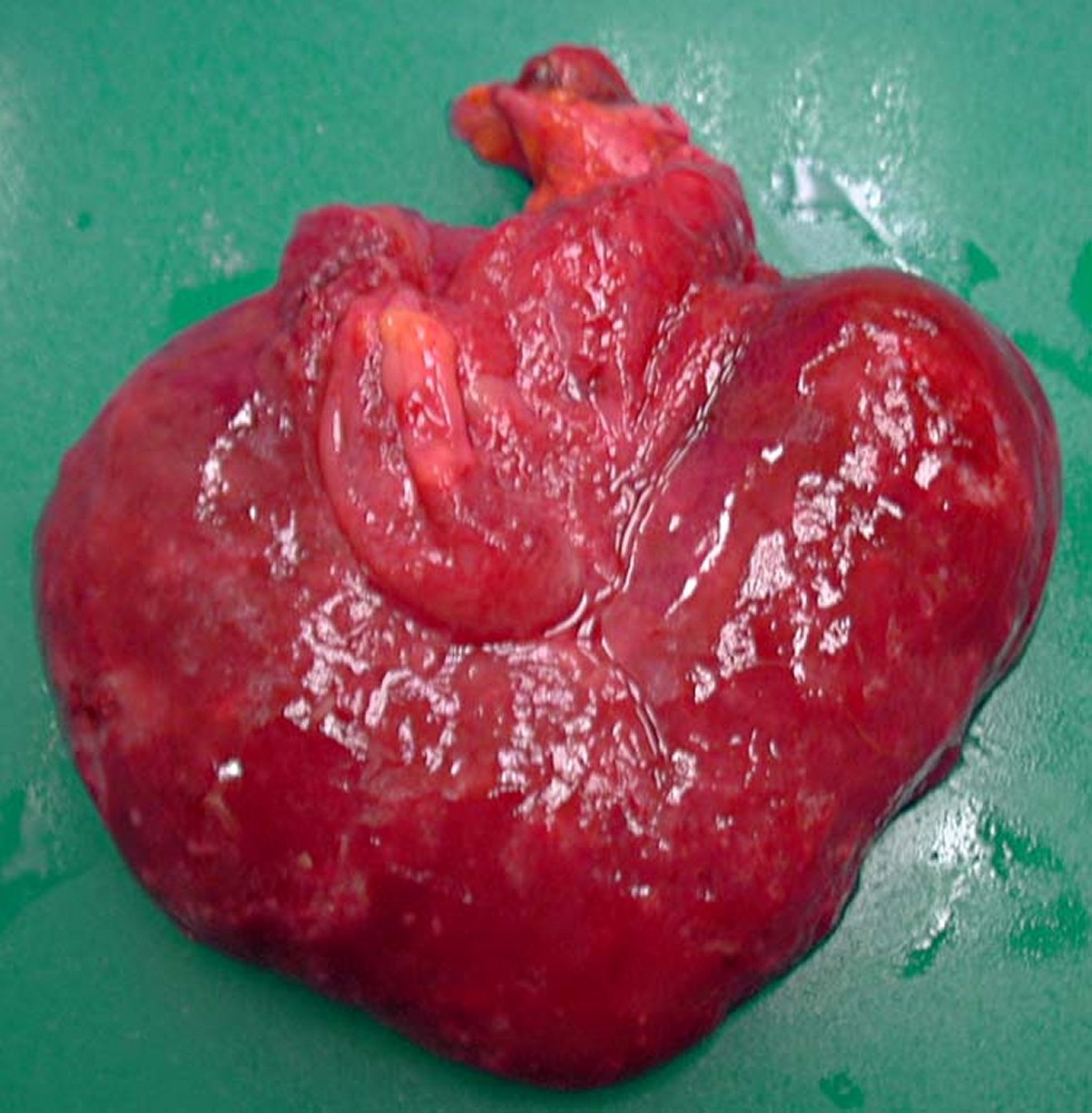 <i >Actinobacillus equuli</i>, foal