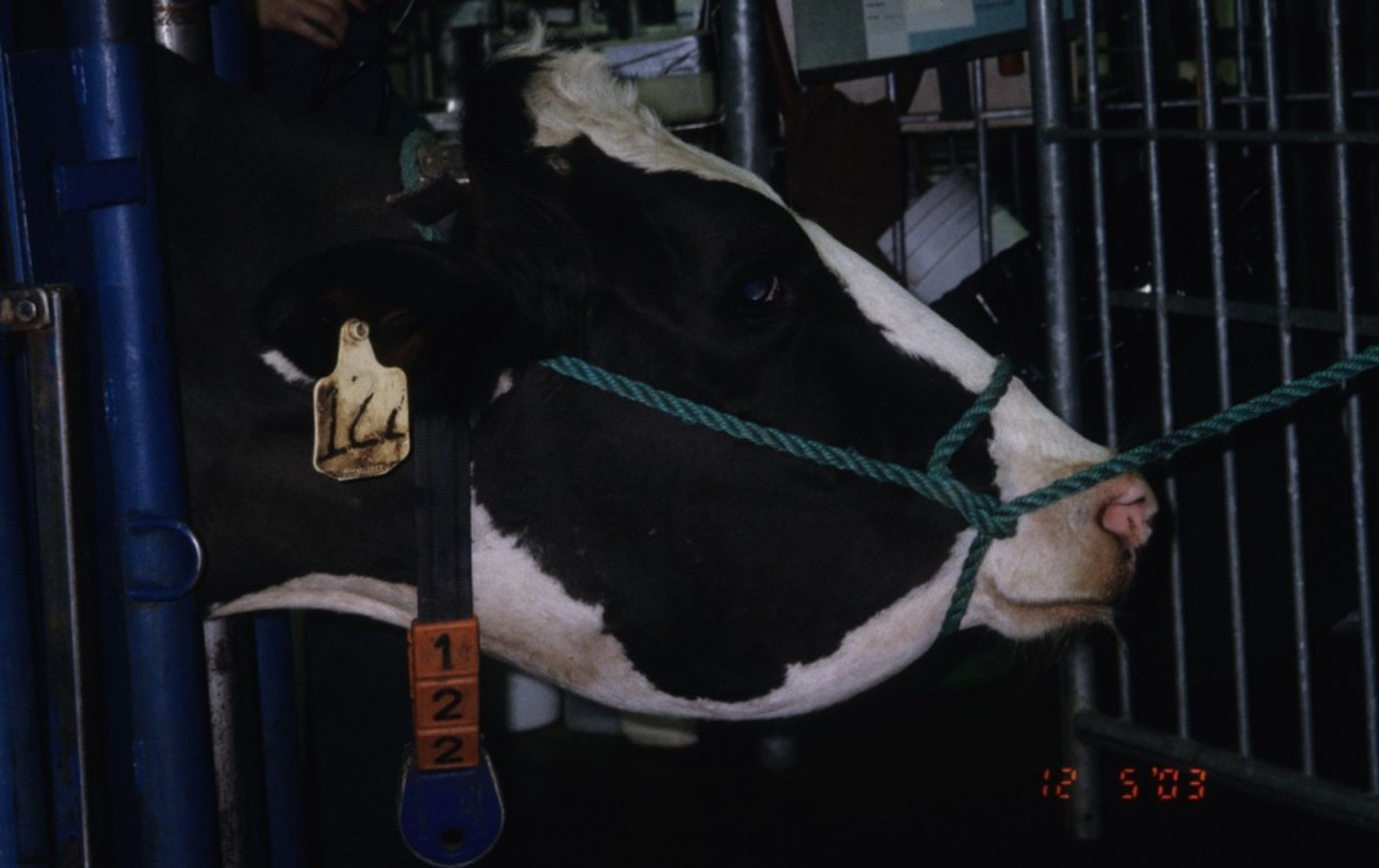 <i >Actinobacillus lignieresii</i>, cow