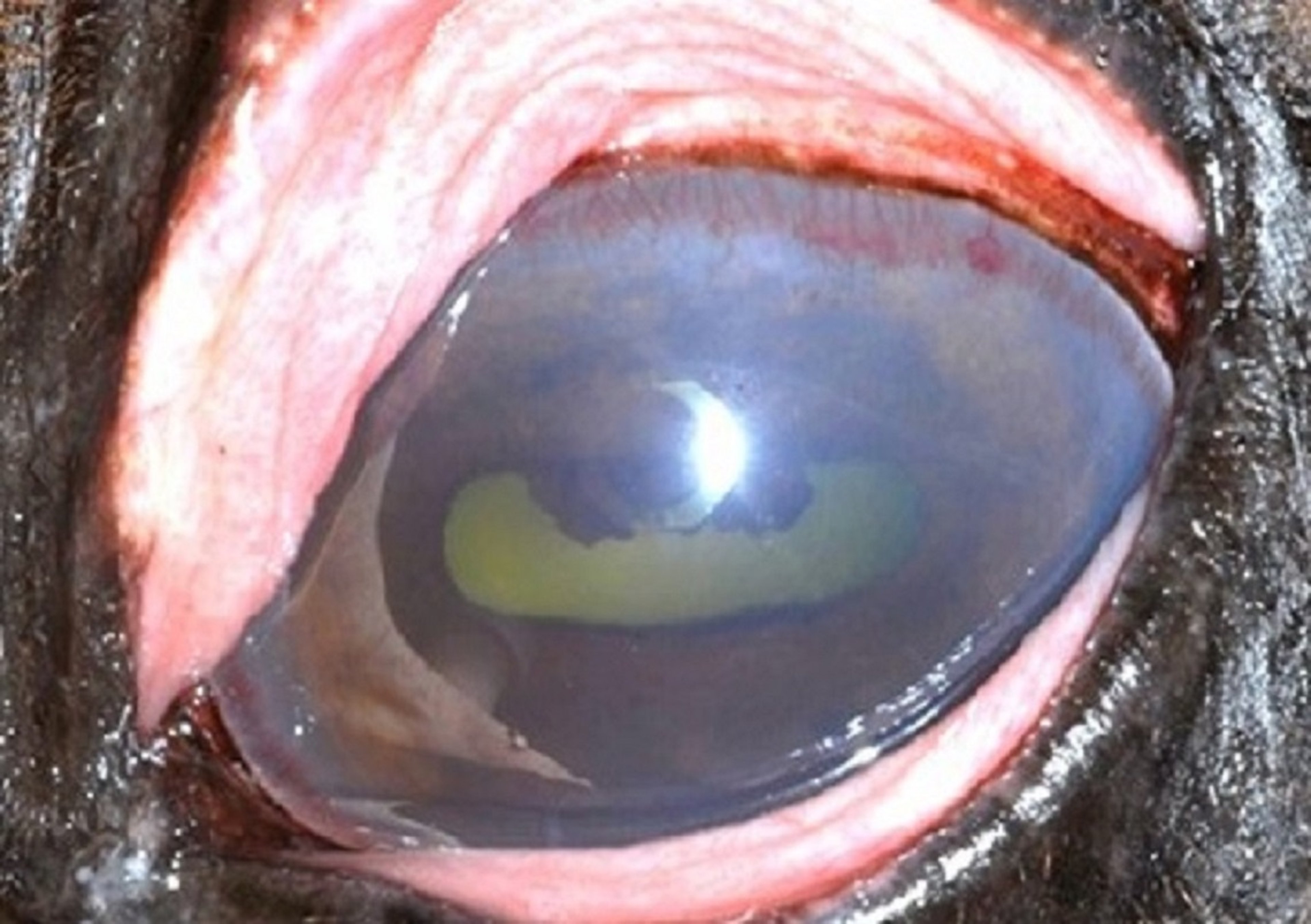 Active anterior uveitis, horse