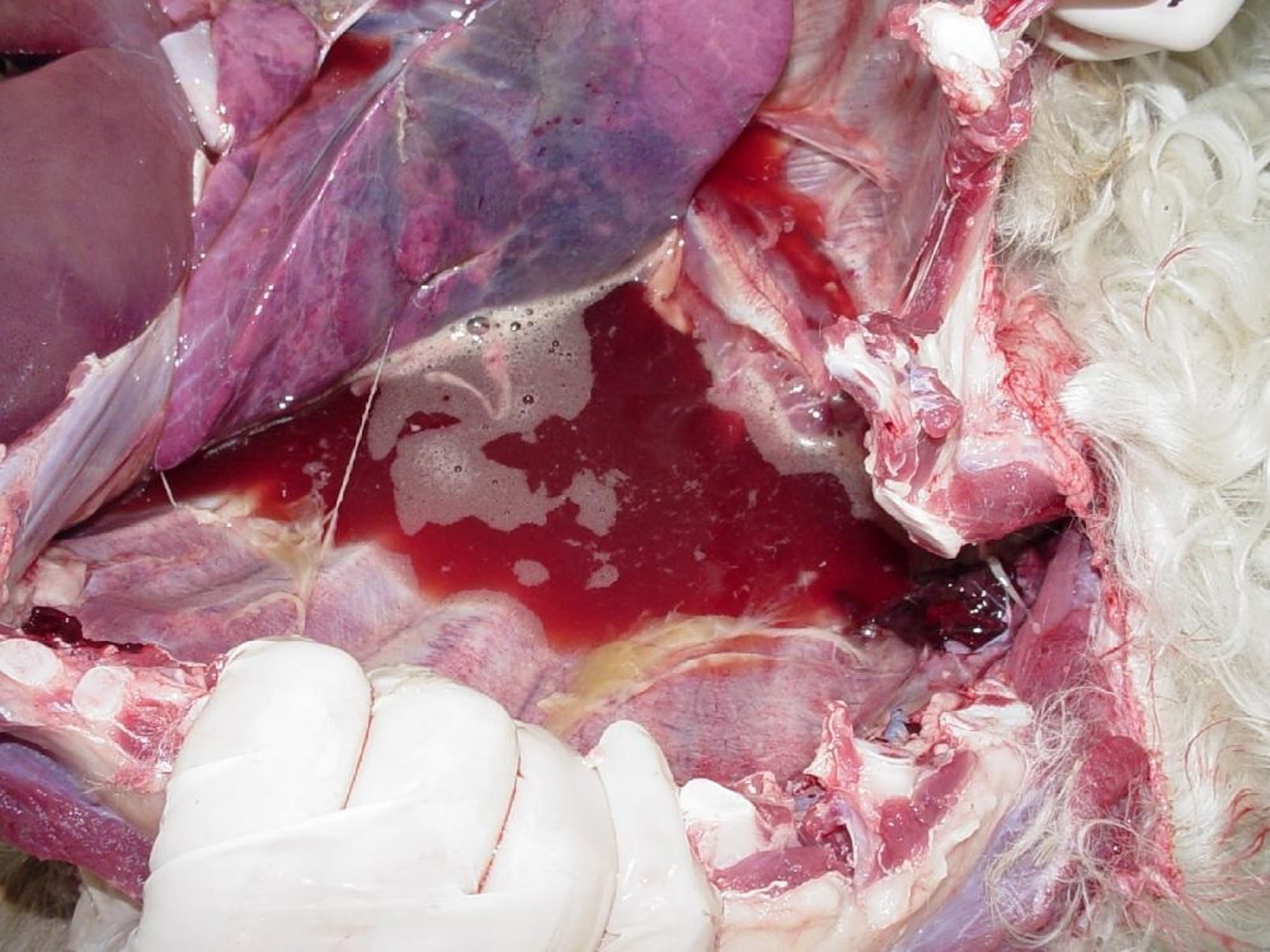 Acute contagious caprine pleuropneumonia, lung