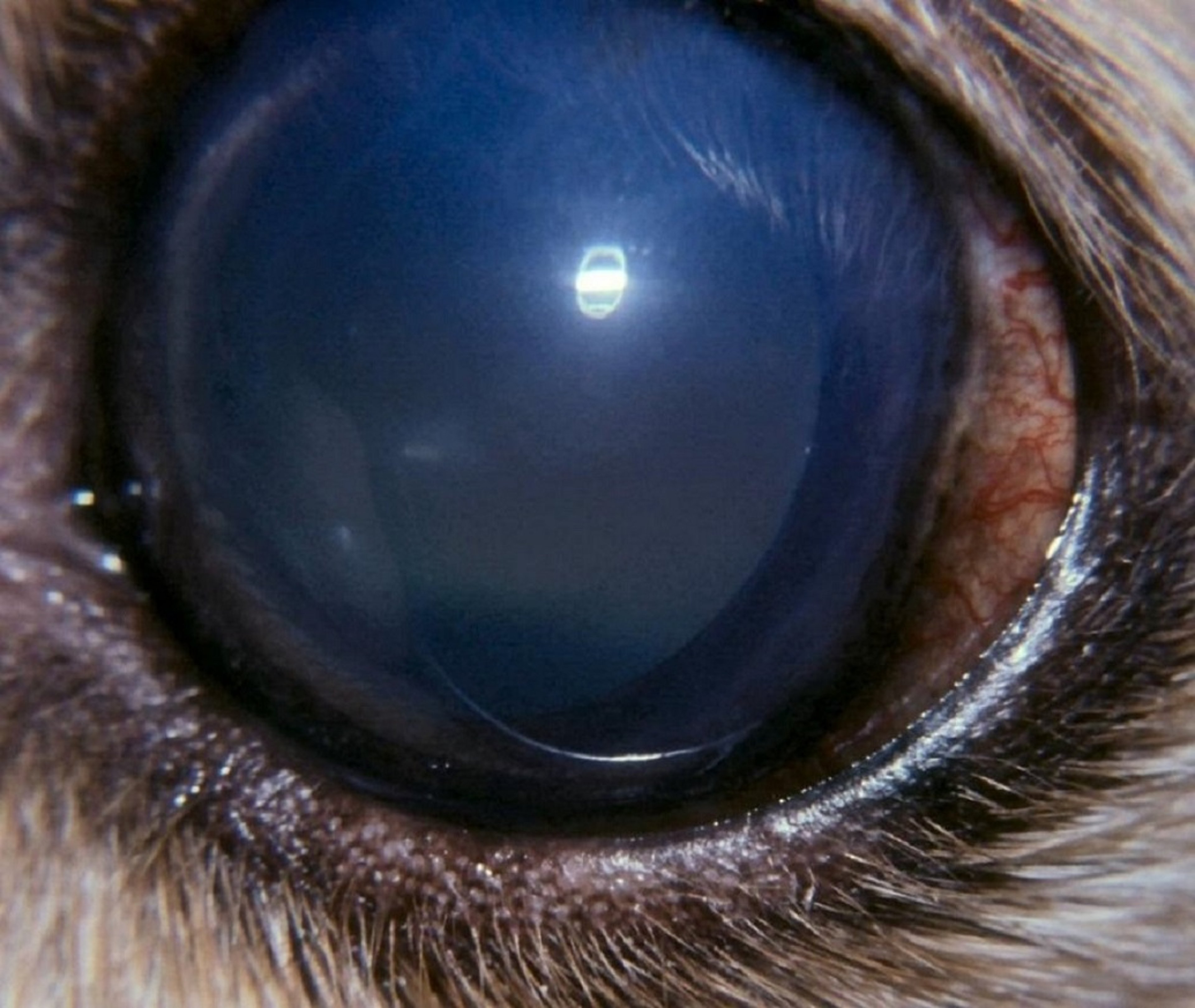 Acute glaucoma, Cocker Spaniel