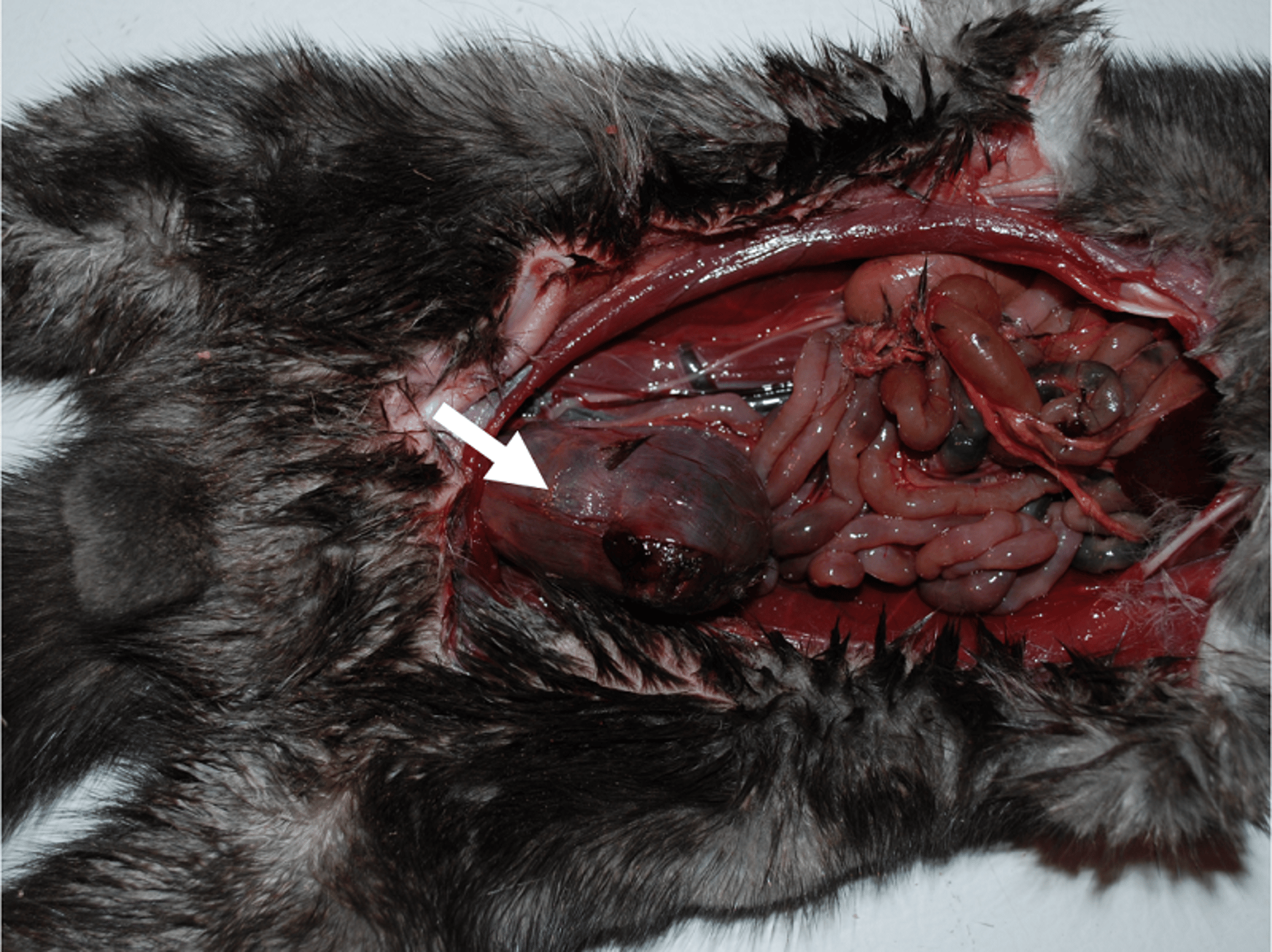 Acute hemorrhagic cystitis, mink