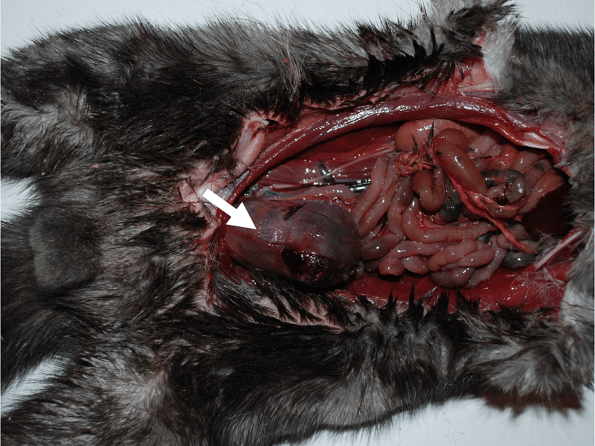 Cistitis hemorrágica aguda, visón