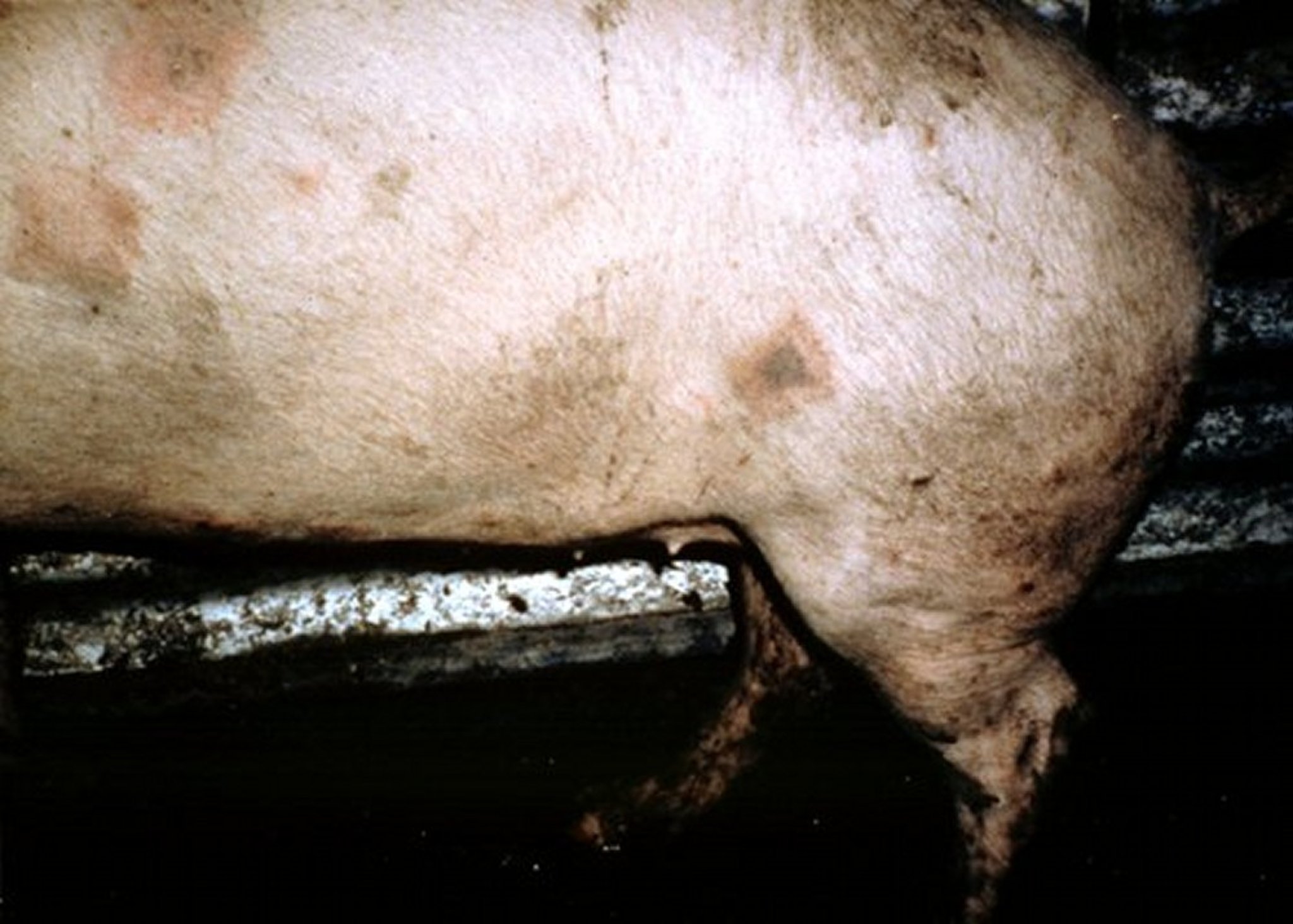 Acute swine erysipelas