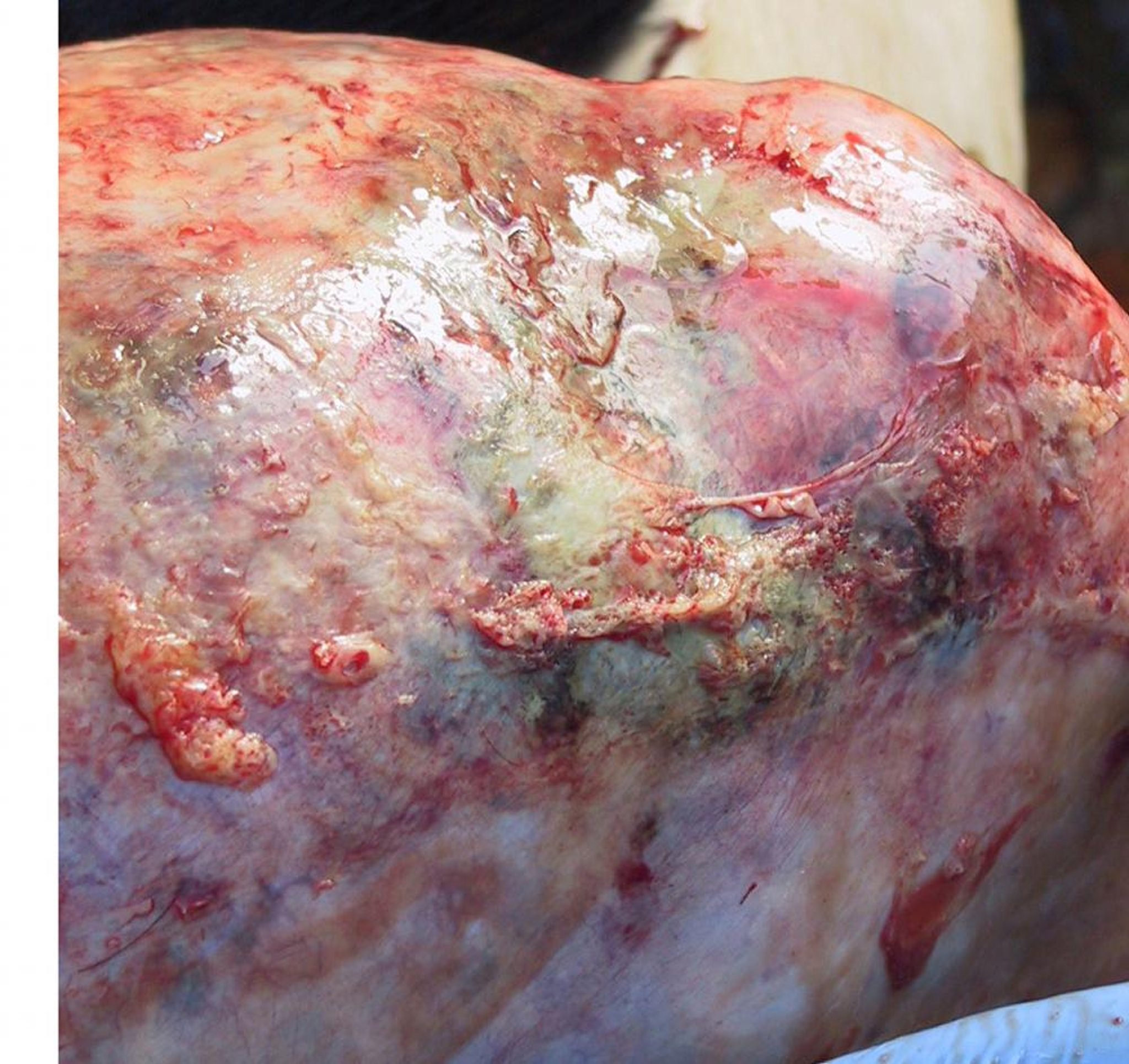 Acute fibrinous pleuritis, postmortem, cow