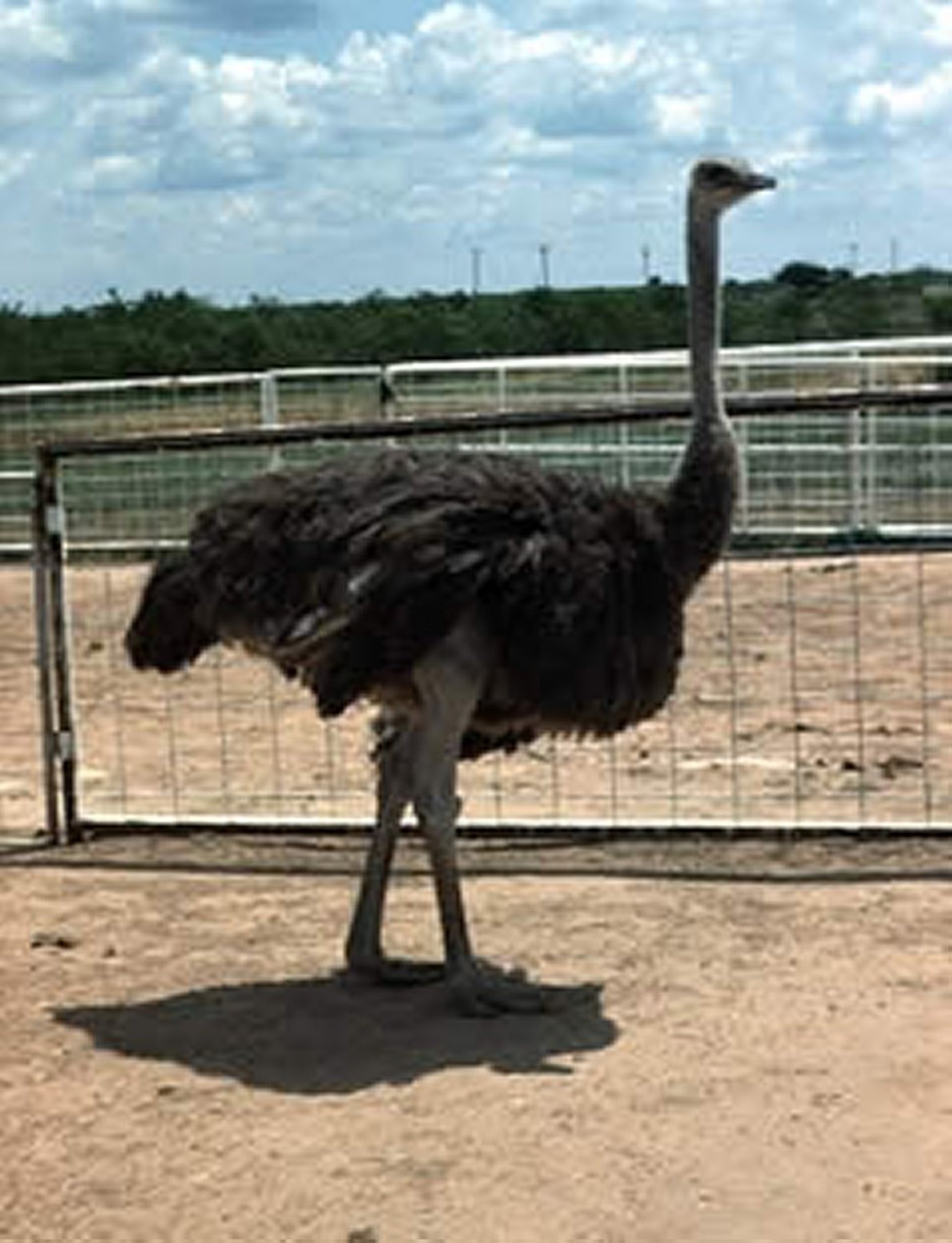 Adult female ostrich (<i >Struthio camelus molybdoophanes</i>)