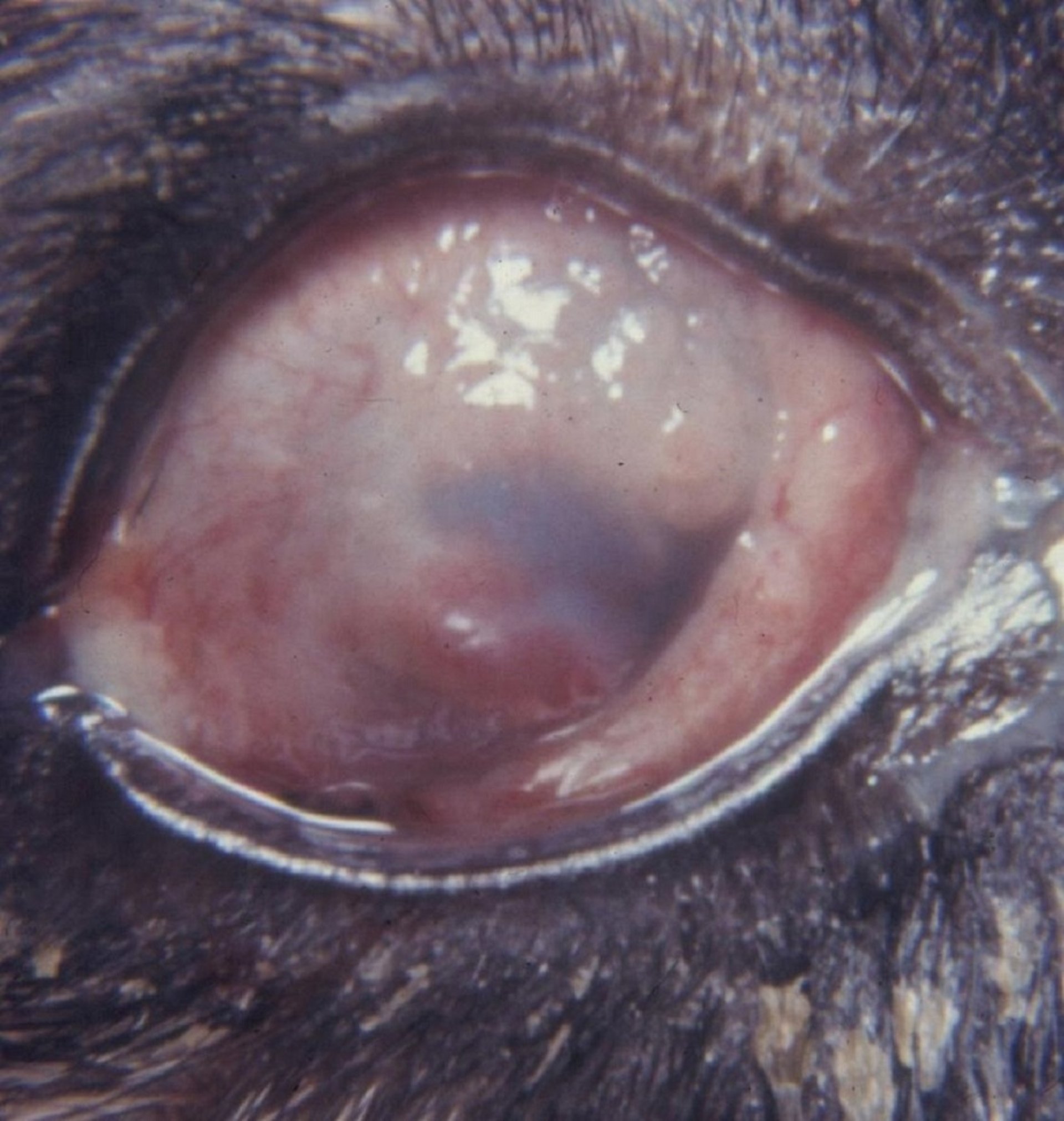 Advanced chronic superficial keratitis (pannus), German Shepherd Dog