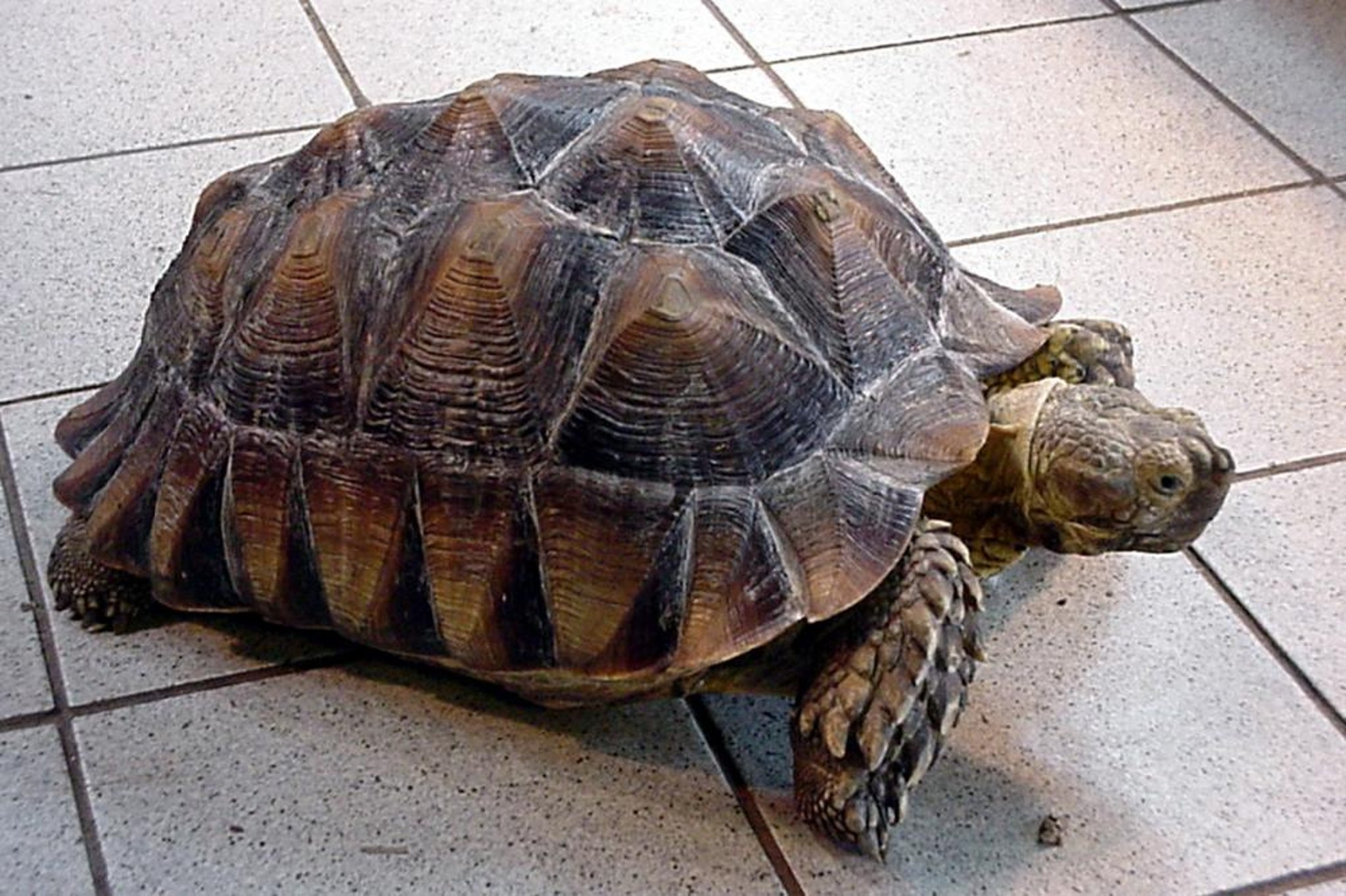 African spurred or sulcata tortoise (<i >Centrochelys sulcata</i>)