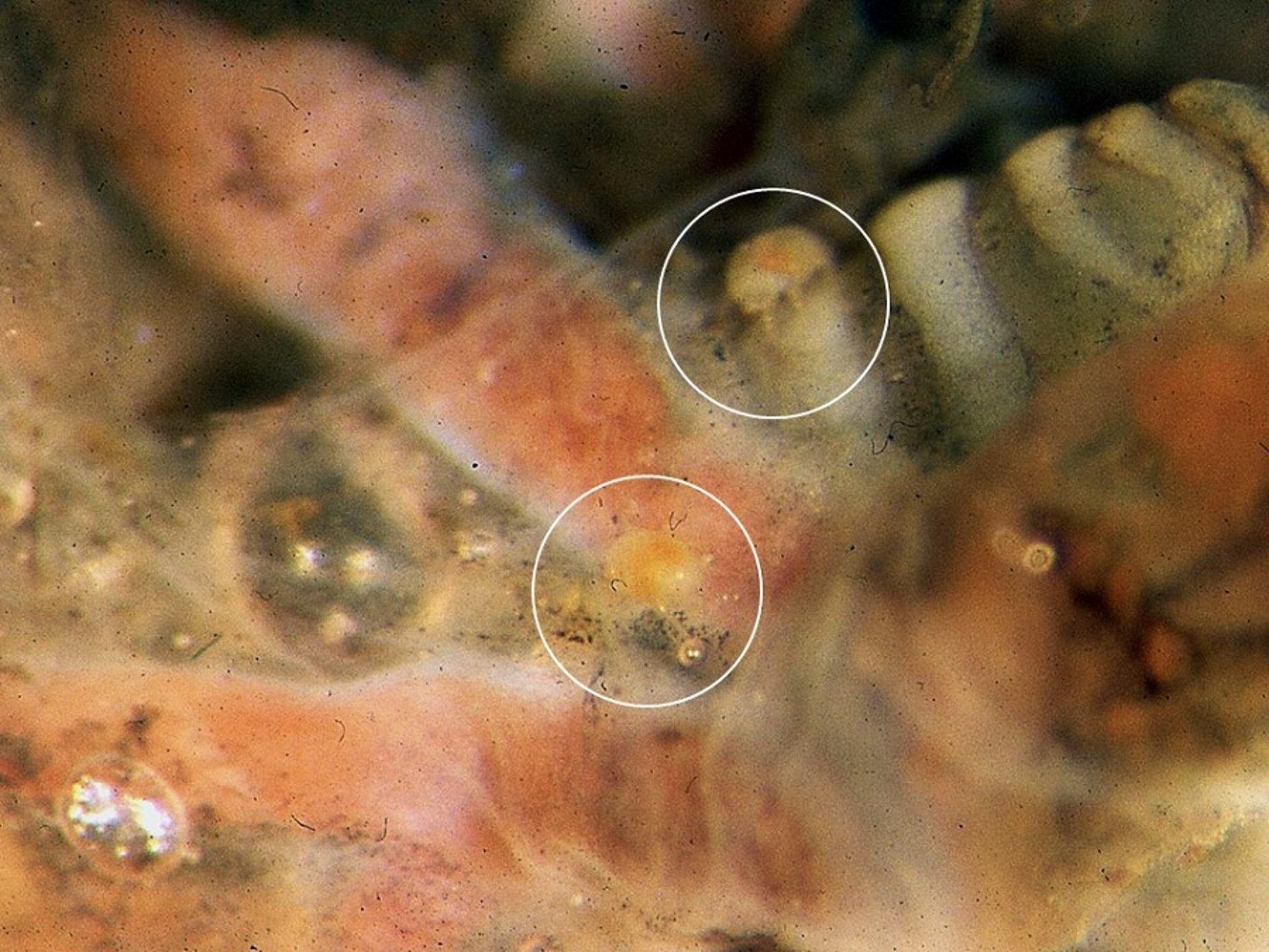 <i >Cytodites</i> sp, close-up