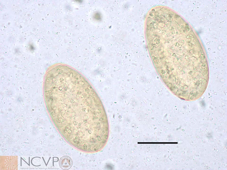 Image:Eggs, Alaria sp, dog-Merck Veterinary Manual