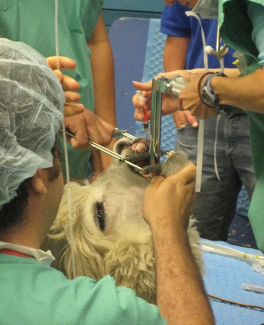Intubation, alpaca