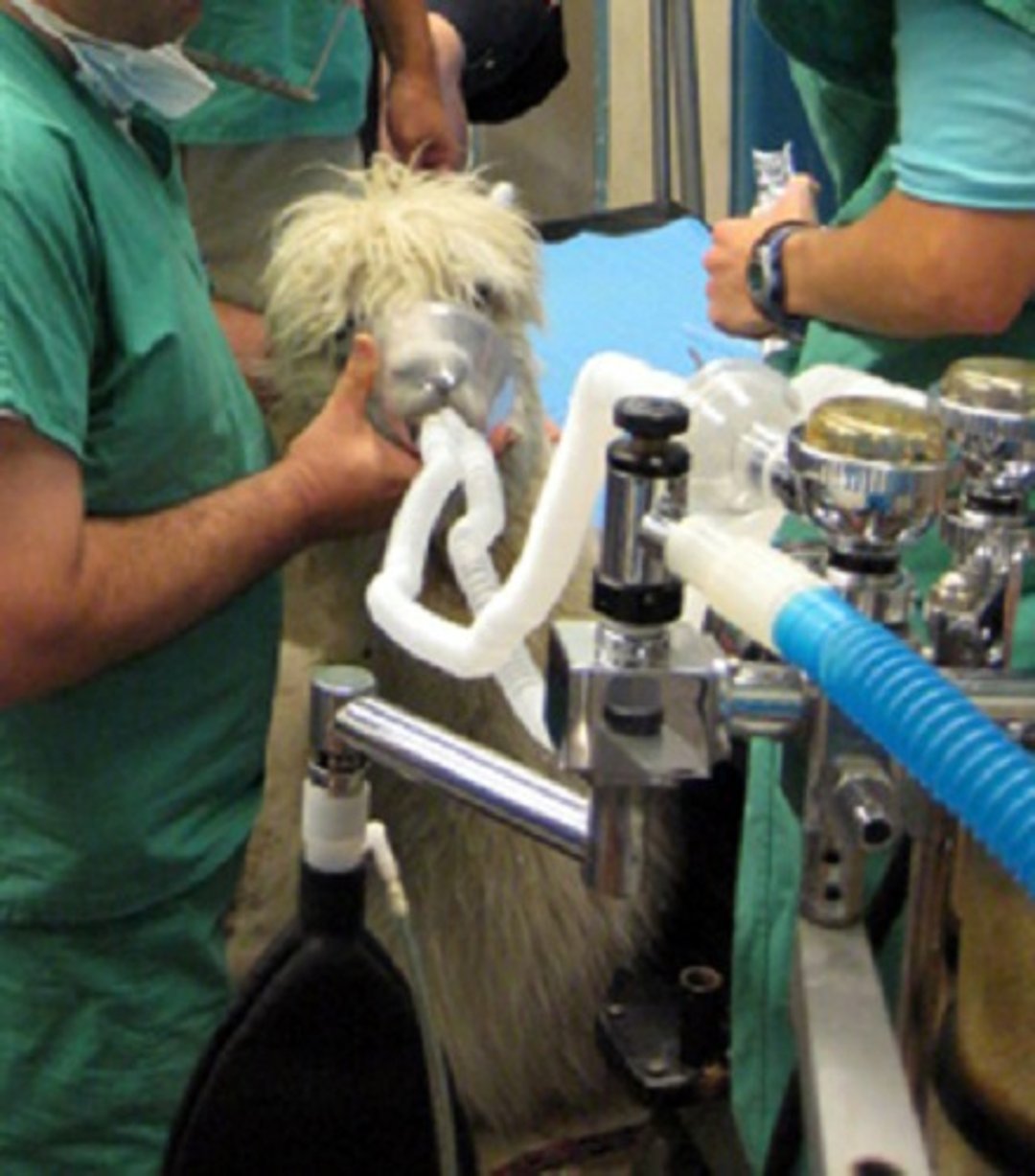 Inhalant anesthesia, alpaca