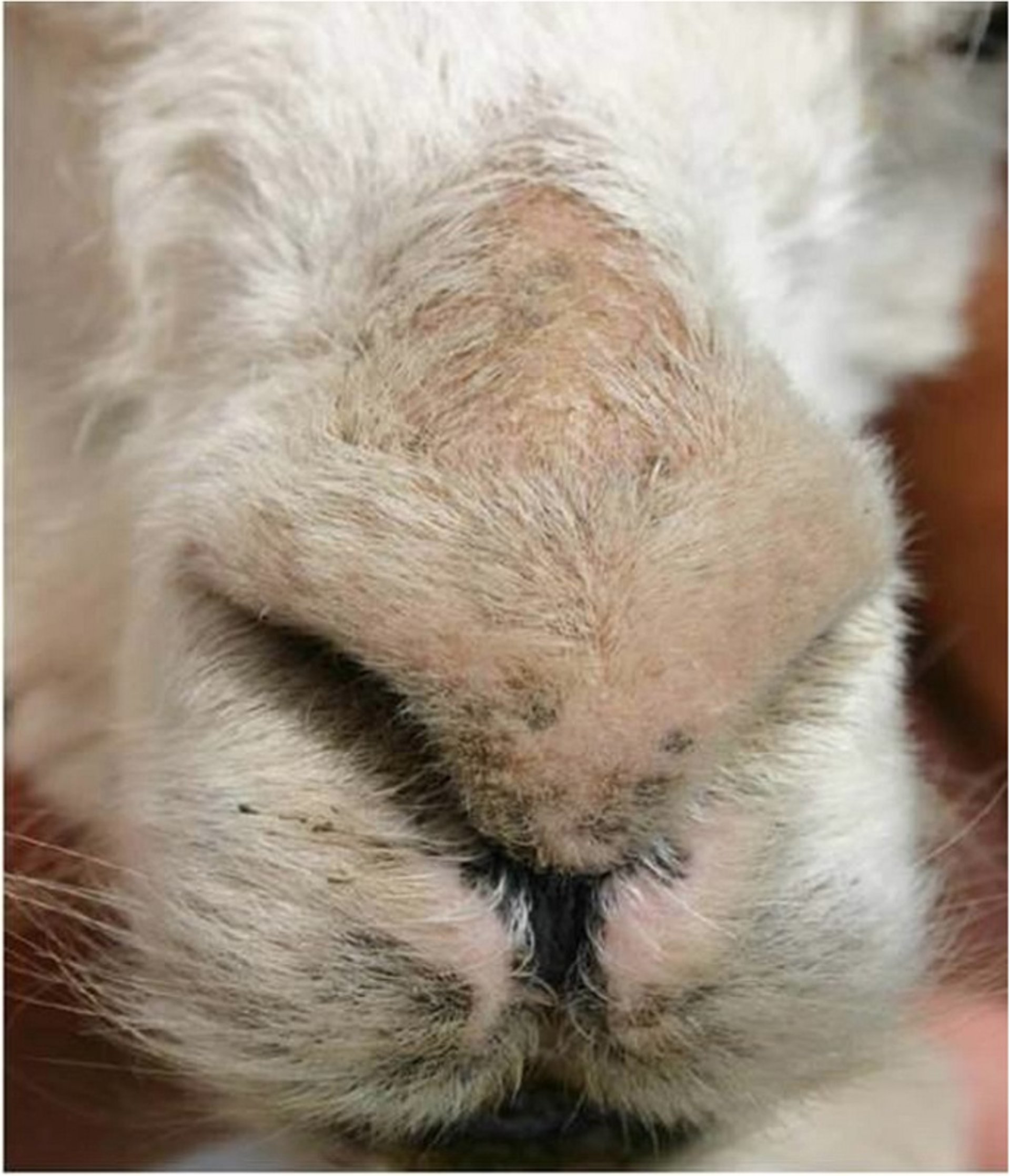 Mild sarcoptic mange, alpaca