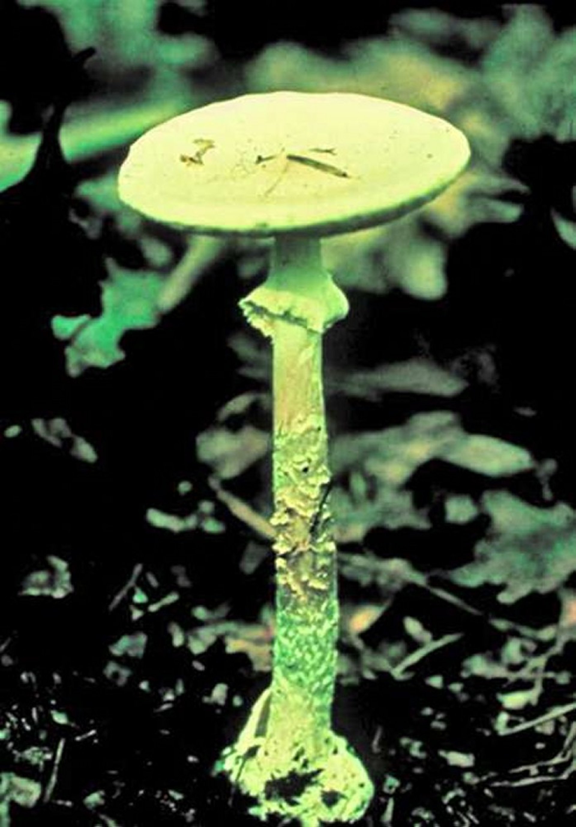 <i >Amanita ocreata</i>