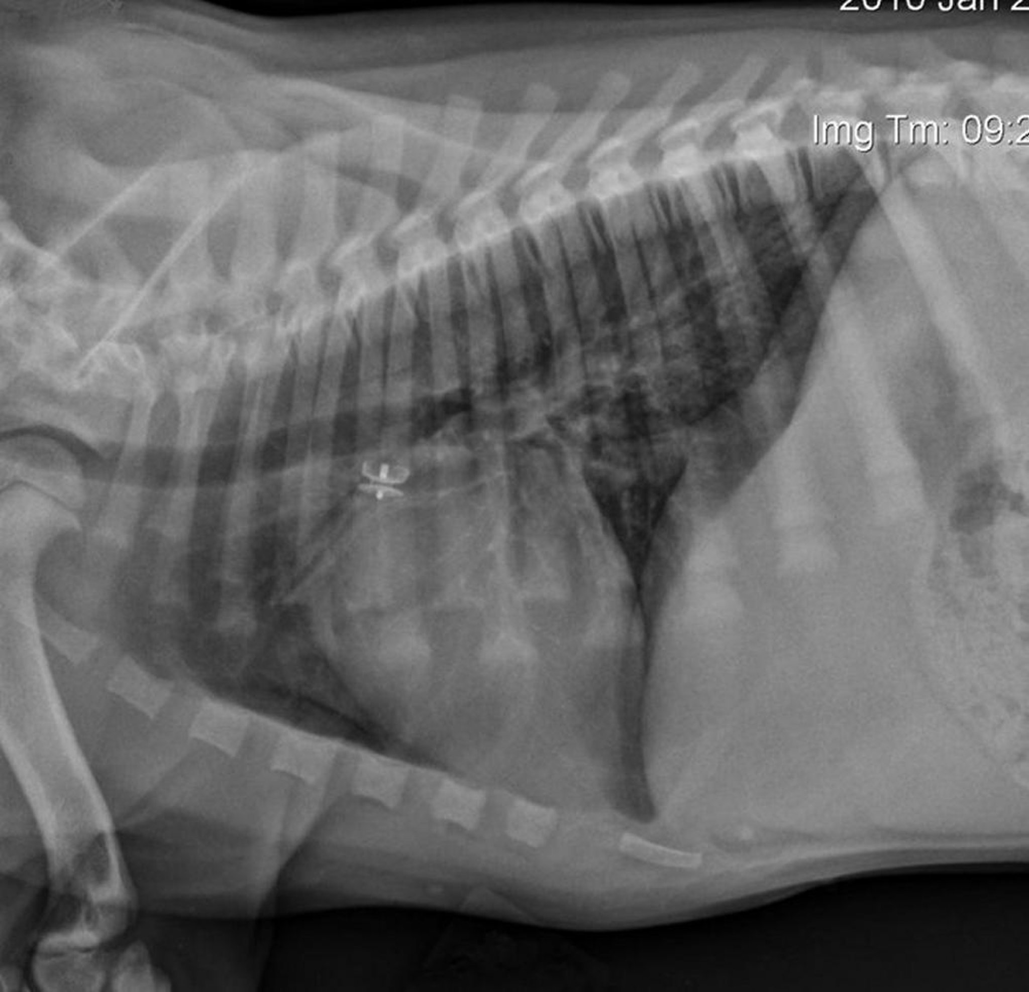 Amplatz canine ductal occluder, radiograph